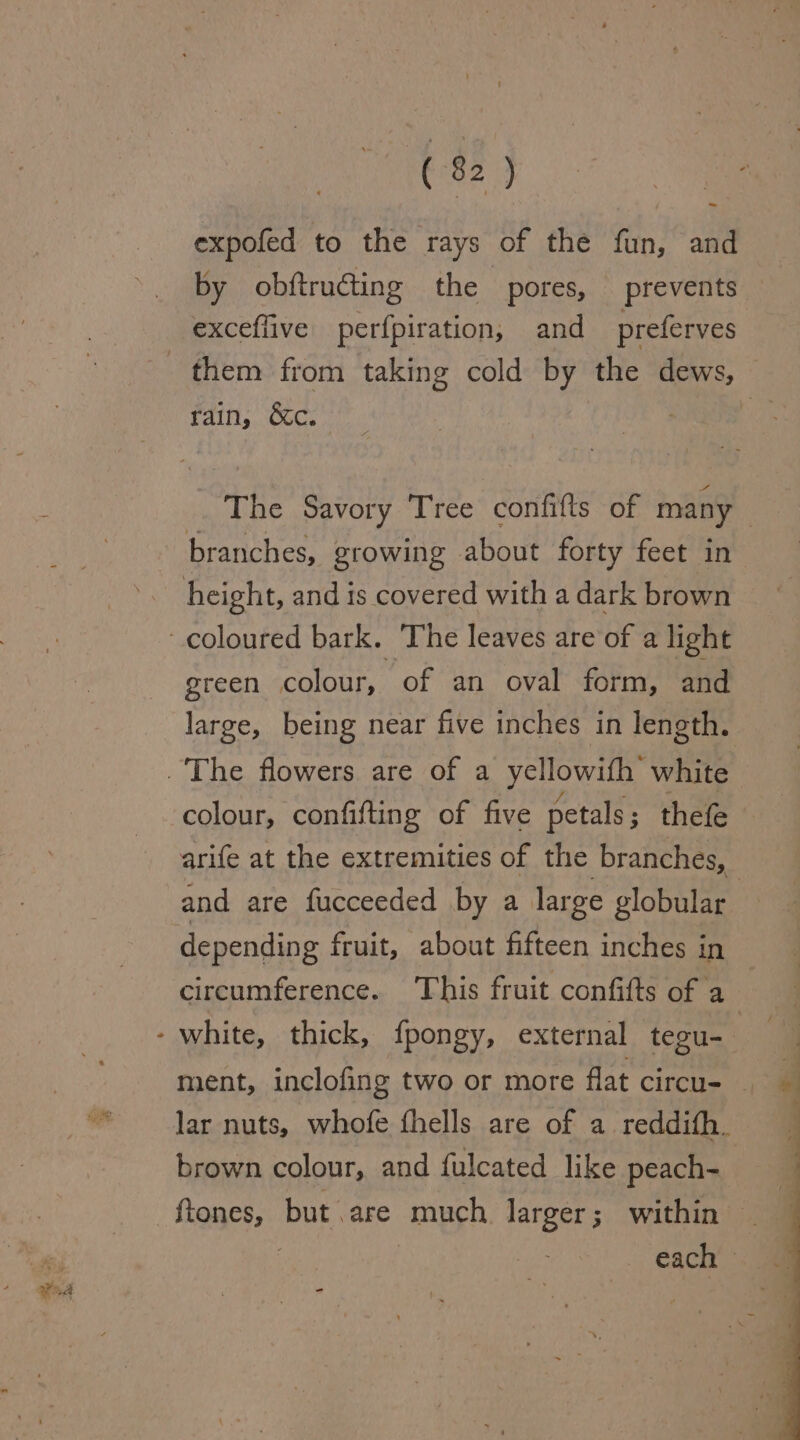 expofed to the rays of the fun, and by obftructing the pores, prevents exceflive perfpiration, and preferves rain, &amp;c. branches, growing about forty feet in green colour, of an oval form, and large, being near five inches in length. &amp; colour, confifting of five petals ; thefe and are fucceeded by a large globular depending fruit, about fifteen inches in white, thick, fpongy, external tegu- brown colour, and fulcated like peach-