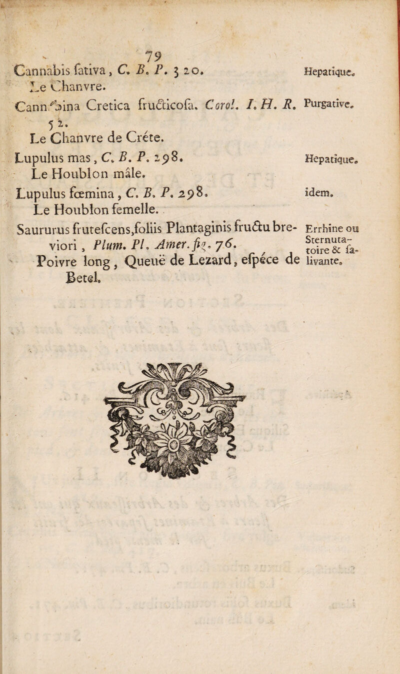 Cannabis fativa, C* Be P. 320. Le Chanvre. Cann.Ciina Cretiea fruâicofa» Corot. LH. R. 5 2, Le Chanvre de Crète. Lupulus mas , C* P. P. 298. Le Houblon maie, Lupulus fcemina 9 C. B. P. 298, Le Houblon femelle. Saururus frutefcens/oliis Plantaginis irudtu bre- viori, Plum. PL Amer, fit* 76. Poivre long, Queue de Lézard, efpéce de Betel, Hépatique. Purgative. Hépatique. idem. Errhine ois Sternuta- toire & fa- li vante.