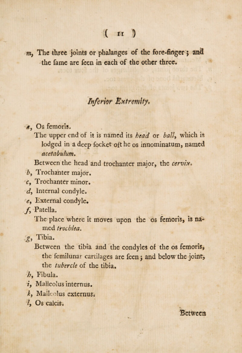 ( « ) m, The three joints or phalanges of the fore-finger $ anH the fame are feen in each of the other three,, a, Os femoris. The upper end of it is named its head or ball, which is lodged in a deep focket oft he os innominatum, named acetabulum. Between the head and trochanter major, the cervix» b, Trochanter major, c, Trochanter minor, d, Internal condyle, e, External condyle, f, Patella. The place where it moves upon the os femoris, is na- med trochlea. ;g, Tibia. Between the tibia and the condyles of the os femoris, the femilunar cartilages are feen) and below the joint, the tubercle of the tibia, h, Fibula. i. Malleolus internus, k. Malleolus externuSo l, Os calcis. Between
