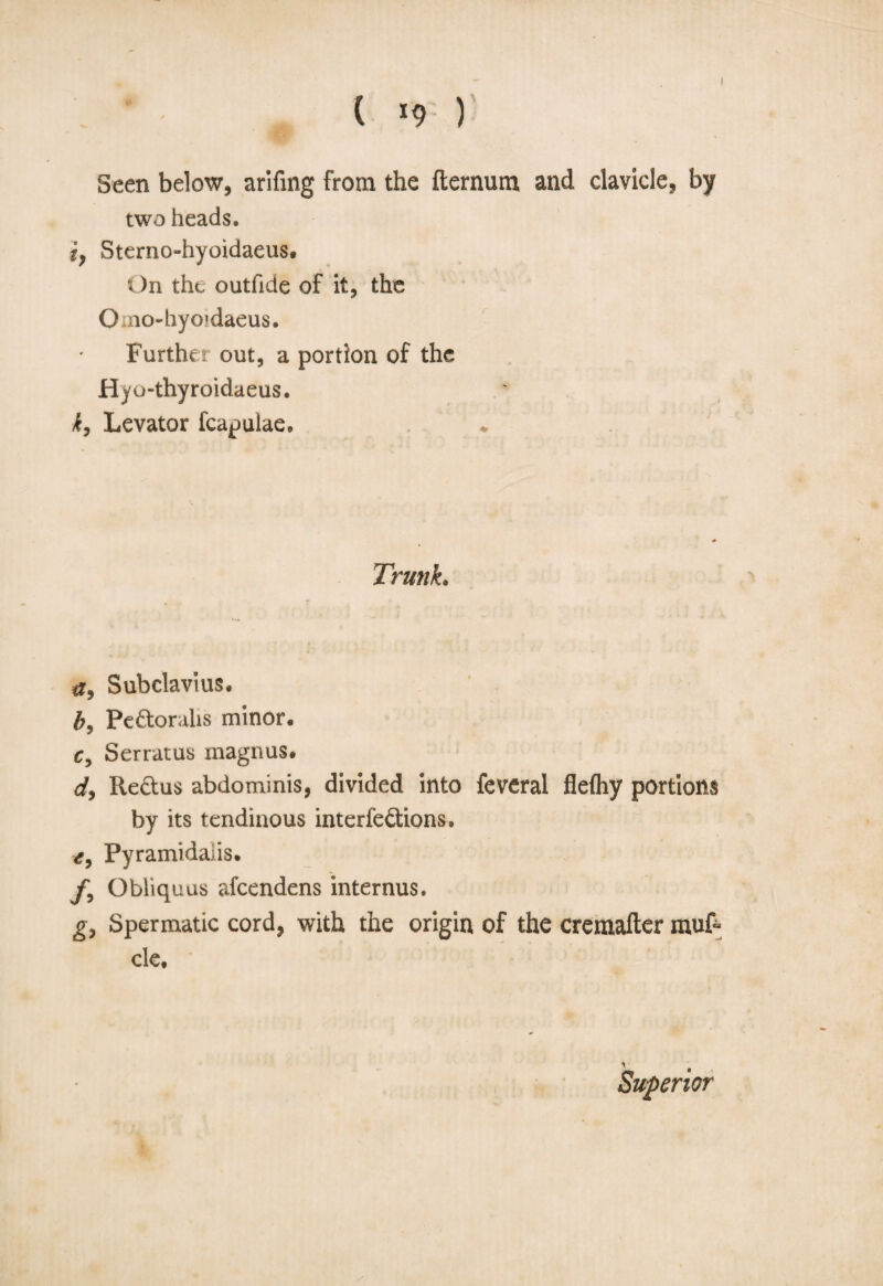 I ( *9 ) Seen below, arifing from the fternum and clavicle, by two heads. iy Sterno-hyoidaeus. On the outfide of it, the Omo-hyoidaeus. Further out, a portion of the Hyo-thyroidaeus. ky Levator fcapulae. Trunk. a9 Subclavius. b9 Pe&oralis minor. Cy Serratus magnus. d, Re&us abdominis, divided into feveral flefliy portions by its tendinous interfe&ions. Pyramidaiis. fy Obliquus afcendens internus. gy Spermatic cord, with the origin of the cremafter mut cle. Superior