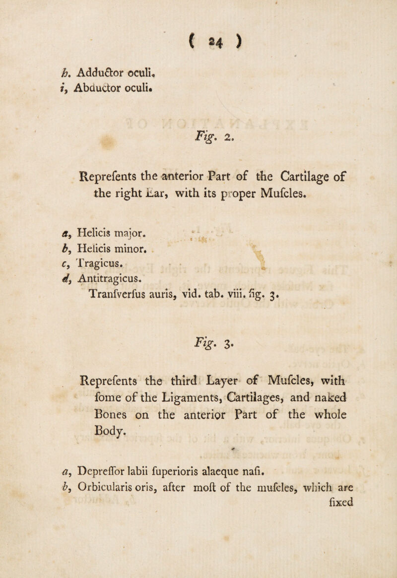h, Adduftor ©culi. i9 Abductor oculn Fig. 2. Reprefents the anterior Part of the Cartilage of the right liar, with its proper Mufcles. a9 Helicis major. b9 Helicis minor, c, Tragicus. Antitragicus. Tranfverfus auris, vid. tab. viii.fig. 3. Fig. 3* Reprefents the third Layer of Mufcles, with fome of the Ligaments, Cartilages, and naked Bones on the anterior Part of the whole Body. a9 Depreffor labii fuperioris alaeque nafi. b9 Orbicularis oris, after molt of the mufcles, which are fixed
