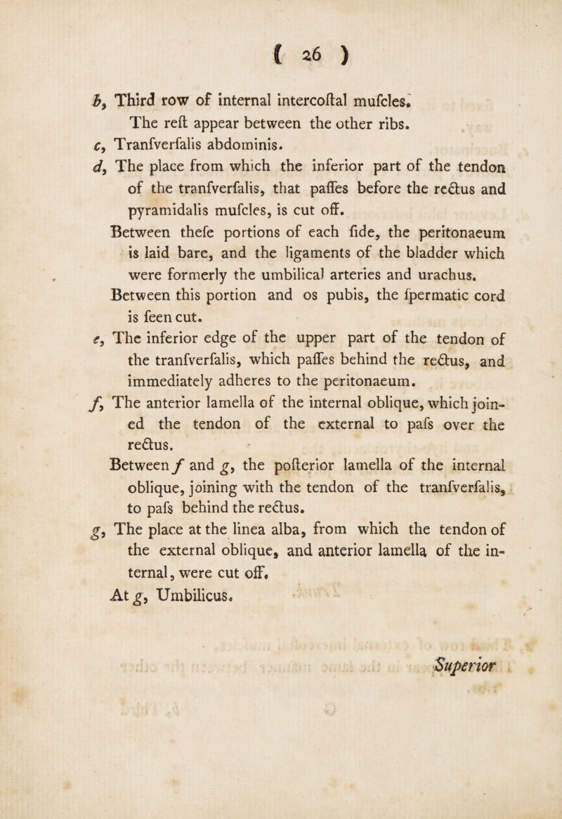 Third row of internal intercoflal mufcles* The reft appear between the other ribs. c, Tranfverfalis abdominis. dy The place from which the inferior part of the tendon of the tranfverfalis, that paffes before the re£tus and pyramidalis mufcles, is cut off. Between thefe portions of each fide, the peritonaeum is laid bare, and the ligaments of the bladder which were formerly the umbilical arteries and urachus. Between this portion and os pubis, the fpermatic cord is feen cut. The inferior edge of the upper part of the tendon of the tranfverfalis, which paffes behind the re&us, and immediately adheres to the peritonaeum. fy The anterior lamella of the internal oblique, which join¬ ed the tendon of the external to pafs over the re£his. Between f and gy the poflerior lamella of the internal oblique, joining with the tendon of the tranfverfalis* to pafs behind the re&us. gy The place at the linea alba, from which the tendon of the external oblique, and anterior lamella of the in¬ ternal , were cut off* At gy Umbilicus. Superior