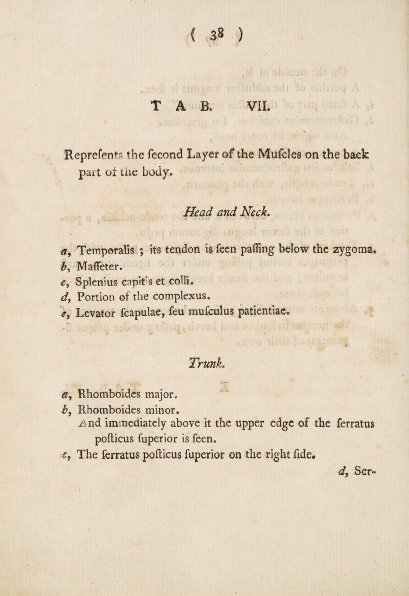 { 3§ ) TAB. VII. Reprefents the fecond Layer of the MufcJes on the back part oi me body. Head and Neck. a. Temporalis ; its tendon is feen paffing below the zygoma, b, Maffeter. * cy Splenius capibs et colli. dy Portion of the complexus. e, Levator fcapulae, feu mufculus patientiac. ■ ■■ ■ t > Trunk By Rhomboides major. by Rhomboides minor. A nd immediately above it the upper edge of the ferratus poflicus fuperior is feen. €y The ferratus pofcicus fuperior on the right fide* dy Ser~
