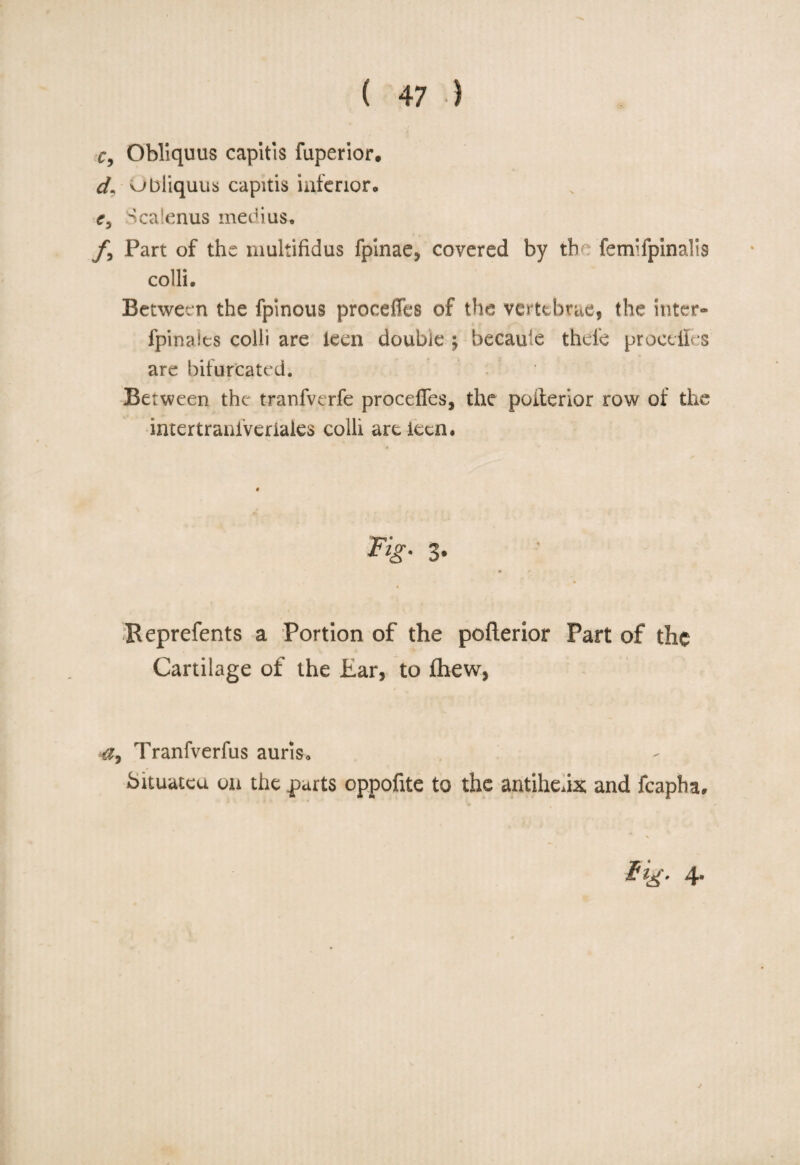c, Obliquus capitis fuperior. d\ obliquus capitis inferior. ^'calenus medium. /, Part of the multifidus fpinae, covered by th femifpinalis coin. Between the fpinous proceffes of the vertebrae, the inter- fpinaics colli are leen double ; because thefe proceffes are bifurcated. Between the tranfverfe proceffes, the poiterior row of the intertranfveriaies colli art icon. Fig- 3. Reprefents a Portion of the pofterior Part of the Cartilage of the tar, to fhew, a9 Tranfverfus auris. bituatcu on the parts oppofite to the antihedx and fcapha. tig- 4.