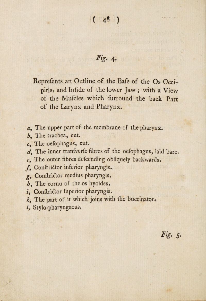 Fig. 4. Reprefents an Outline of the Bafe of the Os Occi« pitis, and Iniide of the lower jaw 5 with a View of the Mufcles which furround the back Part of the Larynx and Pharynx. a9 The upper part of the membrane of the pharynx. b9 The trachea, cut. c, The oefophagus, cut. d9 The inner tranfverfe fibres of the oefophagus, laid bare* The outer fibres defcending obliquely backwards* f9 Conftridor inferior pharyngis. g, Conftri&or medius pharyngis. h9 The cornu of the os hyoides. i, Conftri&or fuperior pharyngis. k> The part of it which joins with the buccinator# /, Stylo-pharyngaeus,
