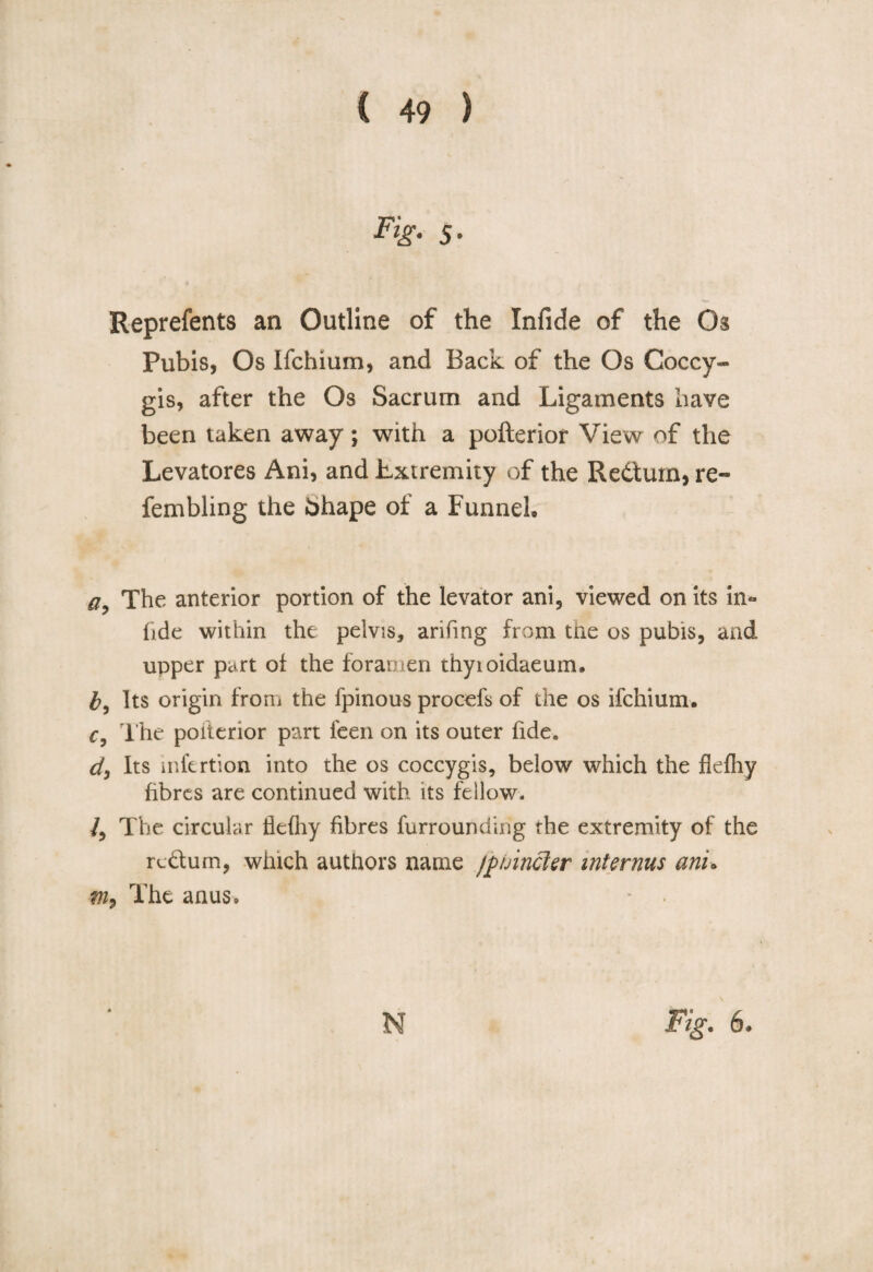 Fig. 5- Reprefents an Outline of the Infide of the Os Pubis, Os Ifchium, and Back of the Os Coccy- gis, after the Os Sacrum and Ligaments have been taken away; with a pofterior View of the Levatores Ani, and Extremity of the Redtum, re- fembling the Shape of a Funnel, a The anterior portion of the levator ani, viewed on its in* hde within the pelvis, arifing from tne os pubis, and upper part of the foramen thyioidaeum. b, Its origin from the fpinous procefs of the os ifchium. c9 The pofterior part feen on its outer fide. d, Its mfertion into the os coccygis, below which the fkfhy fibres are continued with its fellow. /, The circular tlefhy fibres furrounding the extremity of the redtum, which authors name jptnncler mternus ani. tn9 The anus.