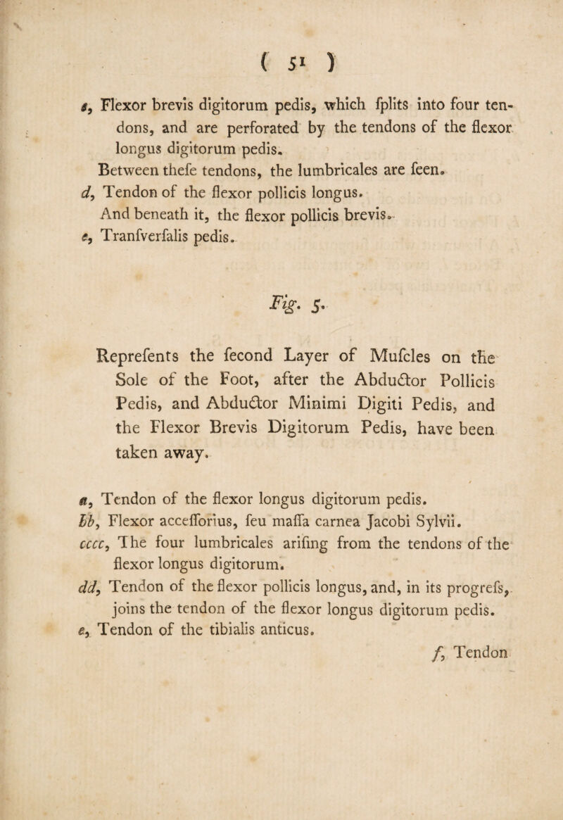 ( 51 ) g, Flexor brevis digitorum pedis, which fplits into four ten¬ dons, and are perforated by the tendons of the flexor longus digitorum pedis. Between thefe tendons, the lumbricales are feen» d, Tendon of the flexor pollicis longus. And beneath it, the flexor pollicis brevis* e9 Tranfverfalis pedis. Fig. S’ Reprefents the fecond Layer of Mufcles on the Sole of the Foot, after the Abdu£tor Pollicis Pedis, and Abdudtor Minimi Digiti Pedis, and the Flexor Brevis Digitorum Pedis, have been taken away, / 0, Tendon of the flexor longus digitorum pedis. lb, Flexor accefiorius, feu mafia carnea Jacobi Sylvii. cccc9 The four lumbricales arifing from the tendons of the flexor longus digitorum. dd9 Tendon of the flexor pollicis longus, and, in its progrefs, joins the tendon of the flexor longus digitorum pedis. Tendon of the tibialis anticus. /, Tendon