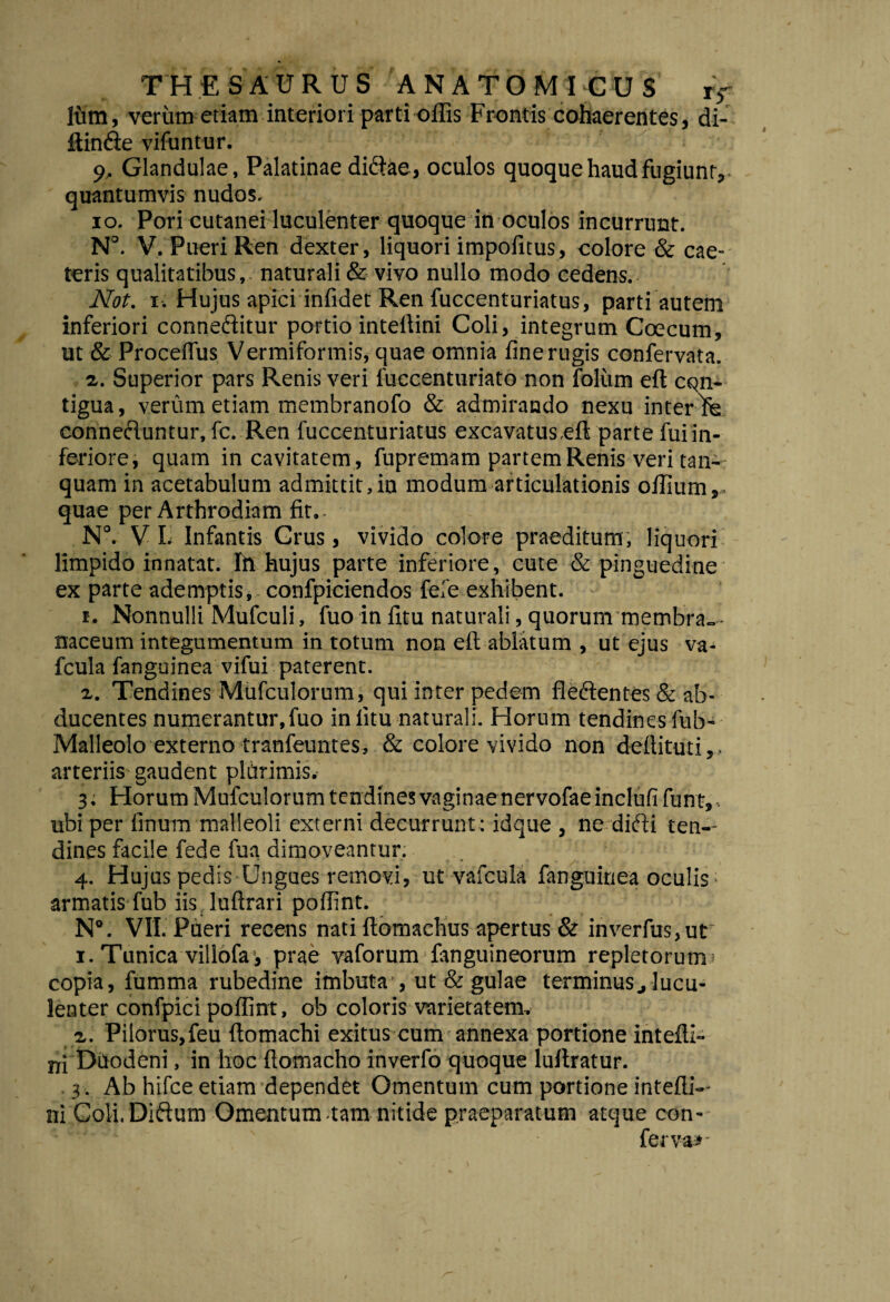 ffim, verum etiam interiori parti offis Frontis cohaerentes, di- ftindle vifuntur. 9, Glandulae, Palatinae didiae, oculos quoque haud fugiunt,- ' quantumvis nudos, 10. Pori cutanei luculenter quoque in oculos incurrunt. N°. V. Pueri Ren dexter, liquori impolitus, colore & cae- teris qualitatibus,, naturali & vivo nullo modo cedens. Not. 1. Hujus apici infidet Ren fuccenturiatus, parti autem inferiori connedlitur portio inteffini Coli, integrum Coecum, ut & Proceflus Vermiformis, quae omnia fine rugis confervata. z. Superior pars Renis veri luccenturiato non folum eft con¬ tigua , verum etiam membranofo & admirando nexu interIfe connedluntur, fc. Ren fuccenturiatus excavatus eft parte fui in¬ feriore, quam in cavitatem, fupremam partem Renis veri tan- quam in acetabulum admittit,in modum articulationis offium,- quae per Arthrodiam fit,- N°. V L Infantis Crus, vivido colore praeditum, liquori limpido innatat. Ift hujus parte inferiore, cute & pinguedine ex parte ademptis, - confpiciendos fefe exhibent. 1. Nonnulli Mufculi, fuo in litu naturali, quorum membra- • naceum integumentum in totum non eft ablatum , ut ejus va- fcula fanguinea vifui paterent. i. Tendines Mufculorum, qui inter pedem fiedlentes & ab¬ ducentes numerantur,fuo in litu naturali. Horum tendines fub- Malleolo externo tranfeuntes, & colore vivido non deftituti,- arteriis- gaudent plurimis.- 3. Horum Mufculorum tendines vaginaenervofaeinclufifunt,- ubi per linum malleoli externi decurrunt : idque , ne didii ten¬ dines facile fede fua dimoveantur; - 4. Hujus pedis Ungues removi, ut vafcula fanguinea oculis- armatis fub iis.luftrari poffint. N°. VII. Pueri recens nati ftomaehus apertus & inverfus,ut 1. Tunica villofa1, prae vaforum fanguineorum repletorum? copia, fumma rubedine imbuta , ut & gulae terminus, lucu¬ lenter confpici poffint, ob coloris varietatem. z. Pilorus,feu ftomachi exitus cum annexa portione intefti- in Duodeni» in hoc ftomacho inverfo quoque luftratur. 3 . Ab hifce etiam dependet Omentum cum portione intefti-- ni Coli. Didium Omentum tam nitide praeparatum atque con¬ ferva»