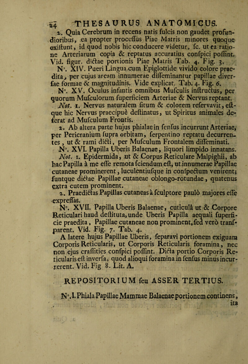 z. Quia Cerebrum in recens natis fulcis non gaudet profun¬ dioribus, ea propter proceflus Piae Matris minores quoque exiftunt, id quod nobis hic conducere videtur, fc. ut ea ratio¬ ne Arteriarum copia & reptatus accuratius confpici poffint. Vid. figur. didae portionis Piae Matris Tab. 4. Fig. 3. N\ XIV. Pueri Lingua,cum Epiglottide vivido colore prae¬ dita j per cujus aream innumerae difleminantur papillae diver- fae formae & magnitudinis. Vide explicat. Tab. 4. Fig. 6. N°. XV. Oculus infantis omnibus Mufculis inftrudus, per quorum Mufculorum fuperficiem Arteriae & Nervus reptant. Mot. 1. Nervus naturalem litum & colorem refer vavit, eft - que hic Nervus praecipue deftinatus, ut Spiritus animales de¬ ferat ad Mufculum Frontis. a. Ab altera parte hujus phialae in fenfus incurrunt Arteriae, per Pericranium fupra orbitam, ferpentino reptatu decurren¬ tes , ut & rami didi, per Mufculum Frontalem difleminati. N°. XVI. Papilla Uberis Balaenae, liquori limpido innatans. Not. 1. Epidermida, ,ut & Corpus Reticulare Malpighii, ab hac Papilla & me efle remota fciendum eft, utinnumerae Papillae cutaneae prominerent, luculentiufque irt confpedum venirent; funtque didae Papillae cutaneae oblongo-rotundae, quatenus extra cutem prominent. - _ z. Praedidas Papillas cutaneas k fculptore pauld majores efle expreffas. ■N°. XVII. Papilla Uberis Balaenae, cuticula ut & Corpore Reticulari haud deftituta, unde Uberis Papilla aequali fuperfi- cie praedita, Papillae cutaneae non prominent, fed vero tranf- jparent. Vid. Fig. 7. Tab. 4. A latere hujus Papillae Uberis, feparavi portionem exiguam Corporis Reticularis, ut Corporis Reticularis foramina, nec non ejus craflities confpici poflint. Dida portio Corporis Re¬ ticularis eftinverfa, quod alioquiforaminainfenfus minusincur- rerent. Vid. Fig 8. Lit. A. REPOSITORIUM feu ASSER TERTIUS. N°. I. Phiala Papillae Mammae Balaenae portionem continens,