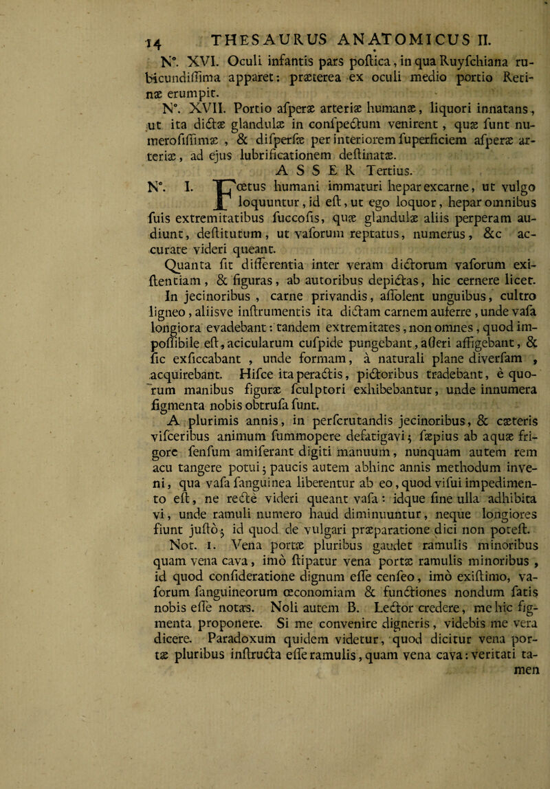 N°. XVI. Oculi infantis pars poftica, in qua Ruyfchiana ru- bicundiffima apparet: praeterea ex oculi medio portio Reti¬ nae erumpit. *   v - ' ‘ N°. XVII. Portio afperae arteriae humanae, liquori innatans^ ut ita didfas glandulae in confpedtum venirent, qux funt nu- merofilTimae , & difperfae per interiorem fuperficiem afperae ar- teriae, ad ejus lubrificationem dedinatas. ASSER Tertius. N°. I. TT cetus humani immaturi heparexcarne, ut vulgo loquuntur, id eft,ut ego loquor, hepar omnibus fuis extremitatibus fuccofis, quae glandulae aliis perperam au¬ diunt, dediturum, ut vaforum reptatus, numerus, &c ac¬ curate videri queant. Quanta fit differentia inter veram didtorum vaforum exi- ftentiam, & figuras, ab autoribus depilas, hic cernere licet. In jecinoribus , carne privandis, adolent unguibus, cultro ligneo , aliisve indrumentis ita didtam carnem auferre , unde vafa longiora evadebant-.tandem extremitates, non omnes, quod im- poflibile ed,acicularum cufpide pungebant,afleri affigebant, & fic exficcabant , unde formam, a naturali plane diverfam , acquirebant. Hifce ita peradtis, pidtoribus tradebant, e quo¬ rum manibus figurat fculptori exhibebantur, unde innumera figmenta nobis obtrufa funt. A plurimis annis, in perfcrutandis jecinoribus, & exteris vifceribus animum fummopere defatigavi $ faspius ab aqux fri¬ gore fenfum amiferant digiti manuum, nunquam autem rem acu tangere potui $ paucis autem abhinc annis methodum inve¬ ni , qua vafa fanguinea liberentur ab eo, quod vifui impedimen¬ to ed, ne rede videri queant vafa *• idque fine ulla adhibita vi, unde ramuli numero haud diminuuntur, neque longiores fiunt judo$ id quod de vulgari praeparatione dici non pored. Not. i. Vena pome pluribus gaudet ramulis minoribus quam vena cava, imo dipatur vena portas ramulis minoribus , id quod confideratione dignum ede cenfeo, imo exidimo, va¬ forum fanguineorum osconomiam & fundtiones nondum fatis nobis ede nota-s. Noli autem B. Ledtor credere, me hic fig¬ menta proponere. Si me convenire digneris, videbis me vera dicere. Paradoxum quidem videtur, quod dicitur vena por¬ tas pluribus indrudta ede ramulis, quam vena cava: veritati ta¬ men