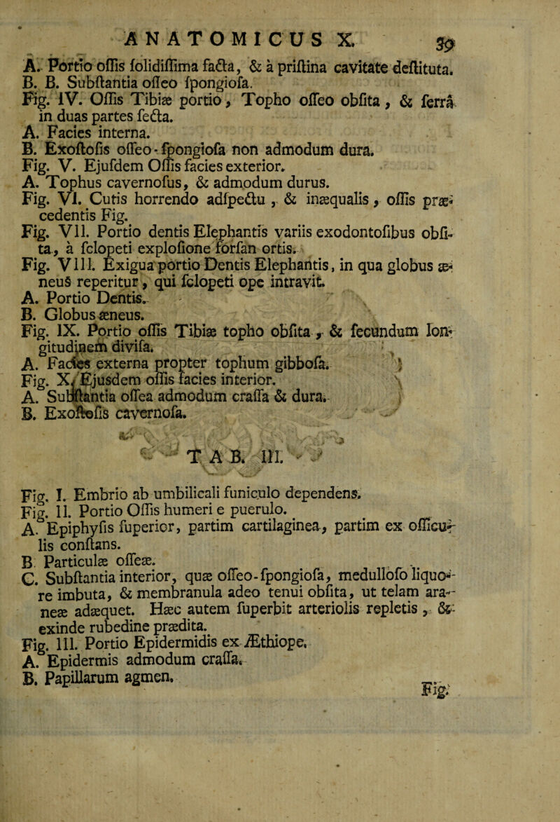 n+. •> 4 y«t » * A. Portio offis lolidiffima fa&a, & a priftina cavitate deftituta. B. B. Subftantia ofleo fpongiofa. Fig. IV. Offis Tibia portio, Topho offeo oblita, & ferra in duas partes fedta. A. Facies interna. B. Exoftofis offeo • fpongiofa non admodum dura. Fig. V. Ejufdem Offis facies exterior. A. Tophus cavernofus, & admodum durus. Fig. VI. Cutis horrendo adlpedu , & inaequalis, offis prae* cedentis Fig. Fig. Vll. Portio dentis Elephantis variis exodontofibus obli¬ ta, a fclopeti explofione forfan ortis. Fig. Vll 1- Exigua portio Dentis Elephantis, in qua globus te- neu§ reperitur, qui fclopeti ope intravit. A. Portio Dentis. B. Globus aeneus. Fig. IX. Portio offis Tibias topho obfita, & fecundum lon* gitudinem divifa. « A. Fades externa propter tophum gibbofa. * Fig. Xj Ejusdem offis facies interior. A. Subftantia offea admodum craffa & durat j B. Exoftofis cavernofa. & •< T A B. * y Fig. I. Embrio ab umbilicali funic.ulo dependens. Fig. 11. Portio Offis humeri e puerulo. A- Epiphyfis fuperior, partim cartilaginea, partim ex officu*- lis conftans. B: Particula; offeas. C. Subftantia interior, quae offeo-fpongiofa, medullofo liquo*- re imbuta, & membranula adeo tenui obfita, ut telam ara-- nese adaquet. Hase autem fuperbit arteriolis repletis , exinde rubedine praedita. Fig. 111. Portio Epidermidis ex iEthiope. A. Epidermis admodum craffa. B. Papillarum agmen. x