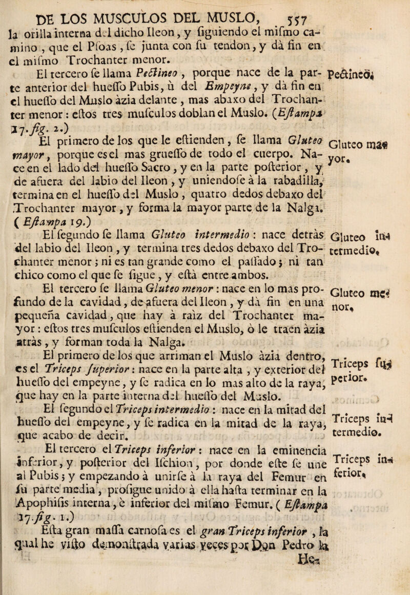 la orilla interña cL 1 dicho Ileon, y figuiendo el mifmo ca¬ mino , que el Píoas , fe junta con fu tendón, y da fin en el mifmo Trochanter menor. El tercero fe llama Pefíineo , porque nace de la par¬ te anterior del hueífo Pubis, u del Empeyne y y da fin en el hueífo del Muslo ázia delante , mas abaxo del Trochan¬ ter menor: ellos tres mufeulos doblan el Muslo. (EJlamps 20 El primero de los que le eflienden, fe llama Glúteo mayor, porque es el masgrueífode todo el cuerpo. Na¬ ce en el lado del hueífo Sacro, y en la parte pofterior , y de afuera del labio del Ileon , y uniendofe á la rabadilla,' termina en el hueífo del Muslo, quatro dedos debaxo del Trochanter mayor, y fórmala mayor parte de la Nalga. ( EJlawf?a 19,) El fegundo fe llama Glúteo intermedio : nace detrás del labio del Ileon , y termina tres dedos debaxo del Tro¬ chanter menor; ni es tan grande como el paliado $ ni tan chico como el que fe figue, y eftá entre ambos. El tercero fe llama Glúteo menor: nace en lo mas pro¬ fundo de la cavidad, de afuera del Ileon , y da fin en una pequeña cavidad, que hay á raíz del Trochanter ma¬ yor : ellos tres muículos eftienden el Muslo, ó le traen ázia atrás , y forman toda la Nalga. El primero de los que arriman el Muslo ázia dentro, es el Tríceps Juperior: nace en la parte alta , y exterior del hueífo del empeyne, y fe radica en lo mas alto de la raya, que hay en la parte interna del huello del Muslo. El fegundo el Tríceps intermedio : nace en la mitad del huello dei empeyne, y fe radica en la mitad de la raya, que acabo de decir. Peéiincd* Glúteo nu« yor. Glúteo inté termedio* Glúteo metf norf Tríceps fi$ petior# Tríceps ítH termedio. El tercero el Tríceps inferior : nace en la eminencia inferior, y pofterior del Ifchion, por donde elle fe une Tríceps iu^ al Pubis 5 y empezando á unirfe á la raya del Fémur en jfu parte media, proíigue unido á ella halla terminar en la ¡Apophifis interna, e inferior del mifmo Fémur. ( EJlampa Ella gran maffa carnofa es el gran Tríceps inferior , la qualhe vifto demoailtada varias yecespoj; £>gn Pedro k* £kfe