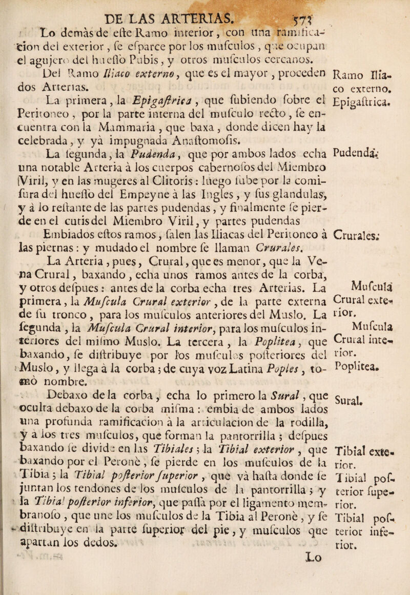 Lo demás de eñe Ramo interior, con lina ramifica- fcion del exterior, fe efparce por los mufculos , que ocupan el agujero del hueflo Pubis, y otros maicillos cercanos. Del Ramo Iliaco externo, que es el mayor, proceden dos Arterias. La primera, la Epigaftriea , que fubiendo fobre el Per i roneo , por la parte interna del mufculo re£to , fe en¬ cuentra con la Mammaria , que baxa , donde dicen hay la celebrada , y ya impugnada Anaflomofis. La Íegunda,la Pudenda, que por ambos lados echa una notable Arteria á los cuerpos cábemelos del Miembro [Viril, y en las mugeres al Glitoris: luego íube por la comi- fura del hueflo del Empeyne á las Ingles , y fus glándulas, y á lo reliante de las partes pudendas, y finalmente fe pier¬ de en el cutis del Miembro Viril, y partes pudendas Embiados ellos ramos, falen las Iliacas del Peritoneo á las piernas : y mudado el nombre fe llaman Crurales« La Artería , pues, Crural, que es menor, que la Ve¬ na Crural, baxando , echa unos ramos antes de la corba, y otros defpues: antes de la corba echa tres Arterias. La primera, la Mufcula Crural exterior , de la parte externa de fu tronco, páralos mufculos anteriores del Muslo. La íegunda , la Mufcula Crural interior, páralos mufculos in¬ teriores del miímo Muslo, La tercera , la Poplítea, que baxando, fe diíiribuye por los mufculos poíleriores del ; Muslo, y llega á la corba 5 de cuya voz Latina Poples, to- «nó nombre, Debaxo déla corba , echa lo primero la Sural, que oculta debaxo de la corba mifma : embia de ambos lados * «na profunda ramificación á la articulación de la rodilla, y a los tres mufculos, qué forman la pantorrilla ; defpues baxando íe divide en las Tibiales 5 la Tibial exterior , que baxando por el Perene, fe pierde en los mufculos de la Tibia 5 la Tibial p ofertar fuperior , que va halla donde fe juntan los tendones de los mufculos de la pantorrilla > y la Tibial poferiar inferior, que palla por el ligamento mena» branoíb , que une los mufculos de la Tibia al Perone , y fe - diltribuye en ia parte fuperior del pie, y mufculos que apartan los dedos. Lo Ramo Ilia¬ co externo. Epigaílrica. Pudenda*: Crurales; Mufcula Crural exte* rior. Mufcula Crural inte¬ rior. Poplítea* Sural. Tibia! exte¬ rior. Tibial pof- terior fupe- rior. Tibial pof-» terior infe¬ rior.