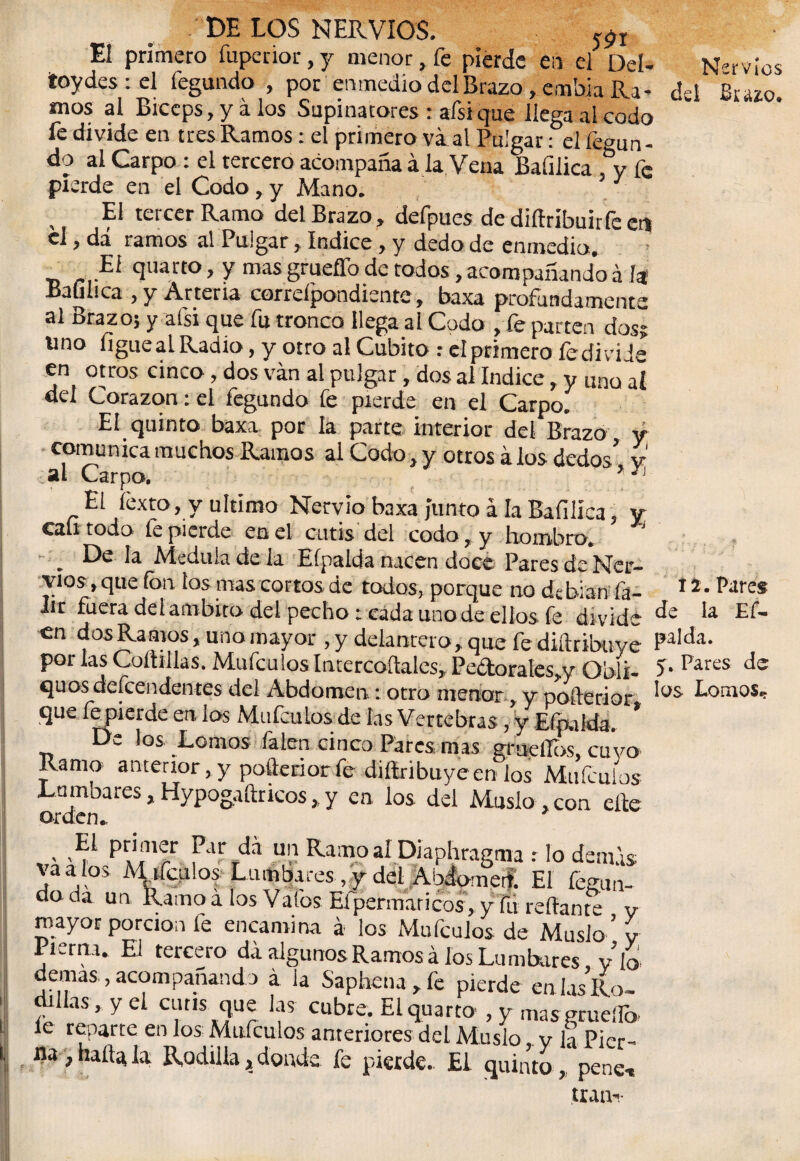 dei Brazo* DE LOS NERVIOS. 5gx El primero íiiperior, y menor, fe pierde en el Del- toydes : el fegundo , por enmedio del Brazo , embia Ra¬ mos al Bíceps, y á los Supinatores : afsique liega al codo fe divide en tres Ramos: el primero va al Pulgar: el íe^un - do al Carpo : el tercero acompaña á la Vena Bafilica y fe pierde en el Codo, y Mano. 5 El tercer Ramo del Brazo, defpues de diítribuirfe en el, dá ramos al Pulgar, Indice, y dedo de enmedio. Ei quarto, y mas gruefl'o de todos, acompañando á la Bafilica , y Arteria correípondiente, baxa profundamente al Brazo; y afsi que fu tronco llega al Codo , fe parten dos? uno figuealRadio, y otro al Cubito : elprimero fedivide en otros cinco, dos van al pulgar, dos ai Indice, y uno al del Corazón: ei fegundo fe pierde en el Carpo. El quinto baxa por la parte interior del Brazo v comunica muchos Ramos al Codo, y otros a los dedos5 v al Carpo. ’r¡ El fexto, y ultimo Nervio baxa junto á la Bafilica, y cali todo fe pierde en el cutis del codo, y hombro. _ De la Medula de la Eípalda nacen doce Pares de Ner¬ vios, que fon ios mas cortos de todos, porque no de bian fa- *- 1 «* >-» Iir fuera del ámbito del pecho: cada uno de ellos fe divide Ef~ en dos Ramos, uno mayor , y delantero, que fe diftribuye Pa,da- por las Coítillas. Mufculos Intercoftales, Pedorales.y Obli- quos descendentes del Abdomen: otro menor, y pofterior, que fepierde en los Mufculos de las Vertebras, y Eípalda. De los Lomos faten cinco Pares mas gmeflos, cuyo Ramo anterior, y pofterior fe diftribuye en ios Mufculos Lumbares, Hypogaftricos, y en los del Muslo , con cite . Prin,^r Par da un Ramo al Diaphragma : lo demás, va a ios M ifculos Lumbares ,y del Abdometf: El fegun¬ do da un Ramo á los Vafos Efpermaricos, y fu reliante y mayor porción fe encamina á los Mufculos de Muslo ’ y Pierna. El tercero da algunos Ramosá los Lumbares, y lo demas, acompañando á la Saphena,fe pierde en las Ro¬ llas , y el cutis que las cubre. El quarto , y masgrueíTo le reparte en los Mufculos anteriores del Muslo y la Pier¬ na , haíta la Rodilla, donde fe pierde. El quinto, pene* tran- í i.Pares 5. Pares de los Lomos*