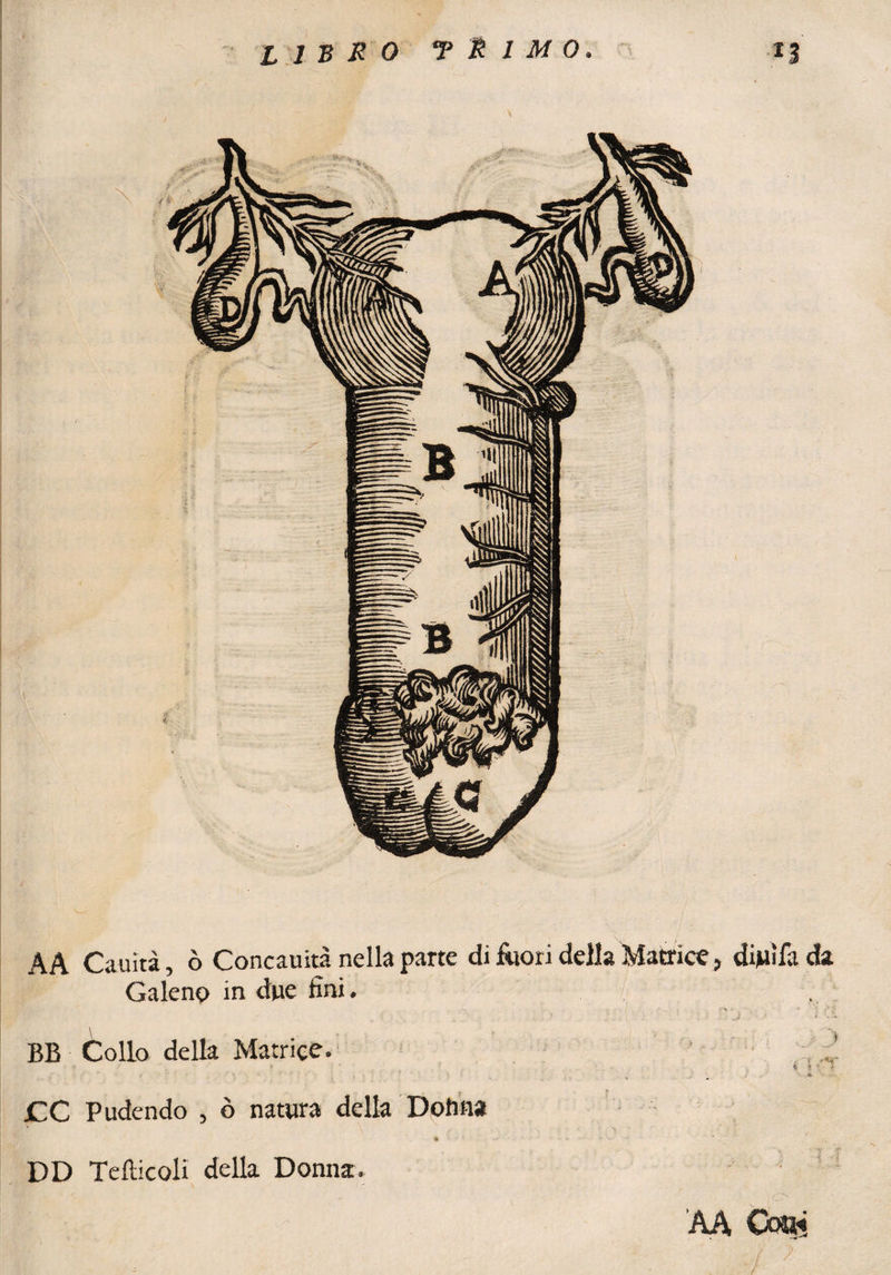 AA Cauità, ò Concauità nella parte di fuori della Matrice > dijuìfa da Galeno in due fini. BB Collo della Matrice. •' . ?. ,r ' , % t * r ' ' ' t ' • J v. j «. CC Pudendo , ò natura della Dolina DD Teilicoli della Donna. AA Coai / >