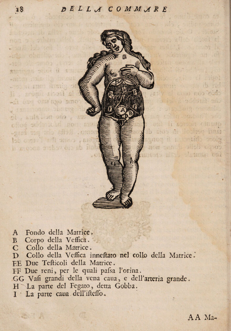 A Fondo della Matrice» Vi4- '' B Corpo della Vellica. C Collo della Matrice. D Collo della Vellica i iniettato nel collo della Matrice l EE Due Tefticoli della Matrice . EF Due reni 5 per le quali pafsa Forma. GG Vali grandi della vena caua, e delFarteria grande. H La parte del Fegato, detta Gobba. I • La parte caua ddMcfio, A A Ma-