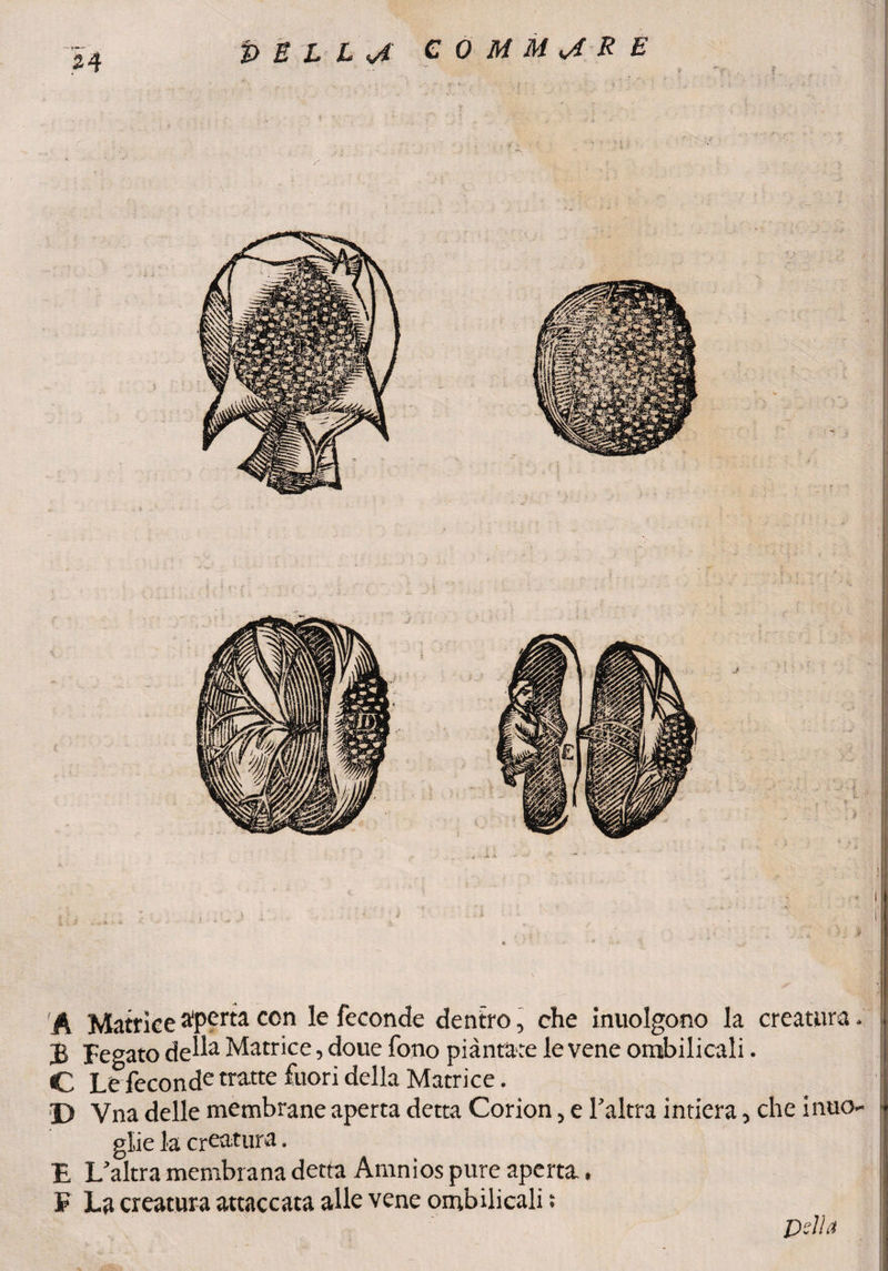 'A Matrice aperta con le feconde dentro, che inuolgono la creatura £ Fegato dell3 Matrice, doue fono piantate le vene omibilicali. C Le feconde tratte fuori della Matrice. D Vna delle membrane aperta detta Corion, e l’altra intiera, che inuo >* p glie la creatura. E L’altra membrana detta Amnios pure aperta. F La creatura attaccata alle vene ombilicali : Della