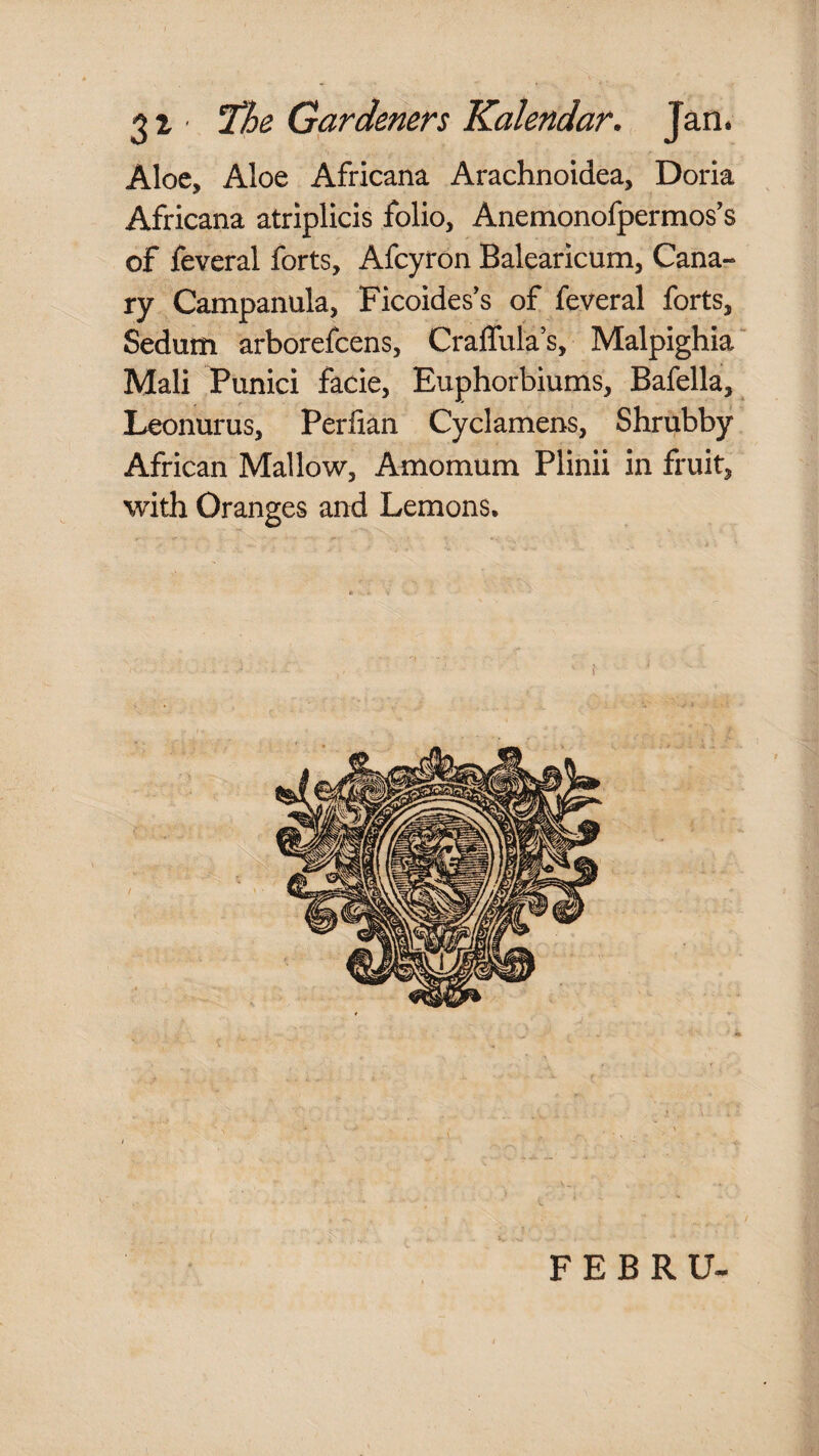 Aloe, Aloe Africana. Arachnoidea, Doria Africana atriplicis folio, Anemonofpermos’s of feveral forts, Afcyron Balearicum, Cana¬ ry Campanula, Ficoides's of feveral forts, Sedum arborefcens, Craflulas, Malpighia Mali Punici facie, Euphorbiums, Bafella, Leonurus, Perlian Cyclamens, Shrubby African Mallow, Amomum Plinii in fruit, with Oranges and Lemons, F E B R U-