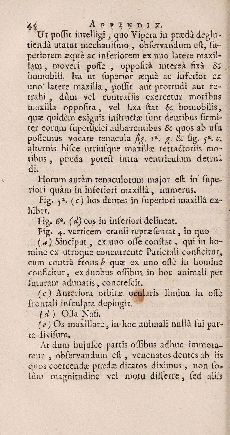 A tlt poffit intelligi , quo Vipera in prseda degln- tienda utatur mechanifmo , obfervandum eft, fu- periorem asqtie ac inferiorem ex uno latere maxil¬ lam , moveri poffe , oppofita mterea fixa 3C immobili. Ita ut fuperior ^que ac inferior ex uno' latere maxilla 5 pollit aut protrudi aut re¬ trahi 5 dum vel contrariis exercetur motibus maxilla oppofita, vel fixa fiat 8c immobilis, qus quidem exiguis inftru&as funt dentibus firmi¬ ter eorum fuperficiei adherentibus Sc quos ab ufu pollemus vocare tenacula fig. ia. g. & fig. 5a. c. alternis hifce urriufque maxille retradloriis mo¬ tibus , preda poteft intra ventriculum detru¬ di. Horum autem tenaculorum major eft in fupe- riori quam in inferiori maxilla , numerus. Fig. jffl. (c) hos dentes in fuperiori maxilla ex- hibet. Fig. 6a. (d) eos in inferiori delineat. Fig. 4. verticem cranii reprefentat, in quo (a) Sinciput , ex uno offe condat , qui in ho¬ mine ex utroque concurrente Parietali conficitur, cum contra frons h qu^ ex uno o(Fe in homine conficitur, ex duobus offibus in hoc animali per futuram adunatis, co.ncrefck. (c) Anteriora orbite ocularis limina in o(Te frontali infculpta depingit. ™ (d ) Oda Nafi. ( e) Os maxillare, in hoc animali nulla fui par¬ te divifum. Ac dum hujufce partis odlbus adhuc immora¬ mur , obfervandum eft, venenatos dentes ab iis quos coercenda pred^ dicatos diximus, non fo- lum magnitudine vel mptu differre. fed aliis