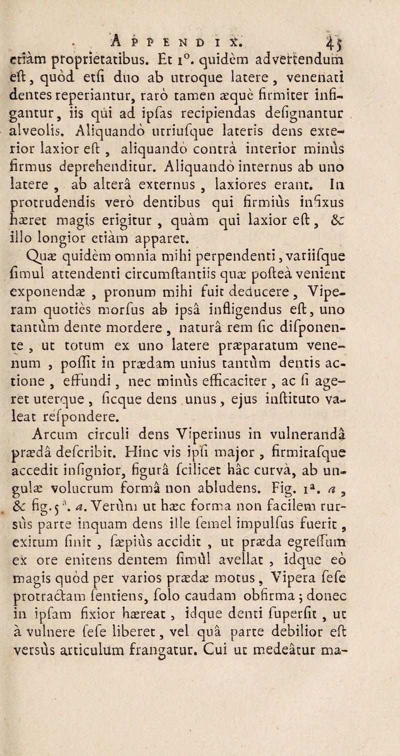 etiam proprietatibus. Et i°. quidem advertendum eft, quod etfi duo ab utroque latere, venenati dentes repedantur, raro tamen seque firmiter infi¬ gantur, iis qui ad ipfas recipiendas defignantur alveolis. Aliquando utriufque lateris dens ex ce-» rior laxior eft , aliquando contra interior minus firmus deprehenditur. Aliquando internus ab uno latere , ab altera externus , laxiores erant. Iti protrudendis vero dentibus qui firmius infixus haeret magis erigitur , quam qui laxior eft, &; illo longior etiam apparet. Quae quidem omnia mihi perpendenti, variifque fimul attendenti circumftantiis quae poftea venient exponendae , pronum mihi fuit deducere, Vipe¬ ram quoties morfus ab ipsa infligendus eft, uno tantum dente mordere , natura rem fic difponen- te , ut totum ex uno latere praeparatum vene¬ num j poffit in praedam unius tantum dentis ac¬ tione , effundi, nec minus efficaciter , ac fi age¬ ret uterque , ficque dens unus, ejus inflituto va¬ leat refpondere. Arcum circuli dens Viperinus in vulneranda praeda deferibir. Hinc vis ipfi major , firmitafque accedit infignior, figura fcilicet hac curva, ab un¬ gulae volucrum forma non abludens. Fig. ia. a , Sc fig.$a. <*. Verum ut haec forma non facilem rur¬ sus parte inquam dens ille femel impulfus fuerit, exitum finit , faepius accidit , ut praeda egreffum ex ore enitens dentem fimftl avellat , idque eb magis quod per varios praedse motus, Vipera fefe protractam fentiens, folo caudam obfirma ; donec in ipfam fixior haereat , idque denti fuperfit , ut a vulnere fefe liberet, vel qua parte debilior eft versus articulum frangatur. Cui ut medeatur ma-