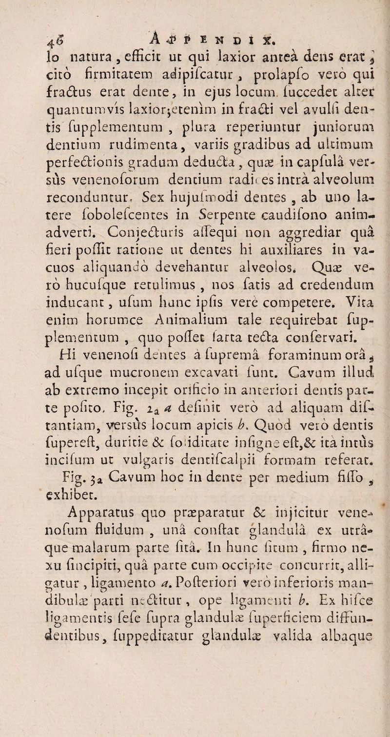4$ Appendix, lo natura , efficit ut qui laxior antea dens erat 3 cito firmitatem adipiicatur , prolapfo vero qui fradtus erat dente, in ejus locum fuccedet alter quantumvis laxior»,etenim in fracti vel avulii den¬ tis fupplemencum , plura reperiuntur juniorum dentium rudimenta, variis gradibus ad ultimum perfedtionis gradum deducta , quae in capiula ver¬ sus venenoforum dentium radi-es intra alveolum reconduntur, Sex hujuimodi dentes , ab uno la¬ tere fobolefcentes in Serpente caudifono anim¬ adverti. Conjedturis allequi non aggrediar qua fieri poffit ratione ut dentes hi auxiliares in va¬ cuos aliquando devehantur alveolos* Quas ve¬ ro huculque retulimus , nos fatis ad credendum inducant, ufum hanc ipfis vere competere. Vita enim horumce Animalium tale requirebat fup- plementum , quo pofiet larta tedta confervari. Hi venenofi dentes a iuprema foraminum ora .j ad ulque mucronem excavati funt. Cavum illud ab extremo incepit orificio in anteriori dentis par¬ te polito, Fig. ia a definit vero ad aliquam dii- tantiam, versus locum apicis b> Quod vero dentis fupereft, duritie & fobdicate infigne efi,&: ita intus incilum ut vulgaris dentifcalpii formam referat. Fig. 3a Cavum hoc in dente per medium fiiFo , exhibet. Apparatus quo praeparatur &c injicitur vene-* nofum fluidum , una confiat glandula ex utra» que malarum parte fua. In hunc litum , firmo ne¬ xu fincipici, qua parte cum occipite concurrit, alli¬ gatur , ligamento a. Pofteriori vero inferioris man¬ dibulae parti ncdlitur , ope ligamenti b. Ex hiice ligamentis fefe fupra glandulae iuperficiem diffun¬ dentibus, fuppedicatur glandulae valida albaque
