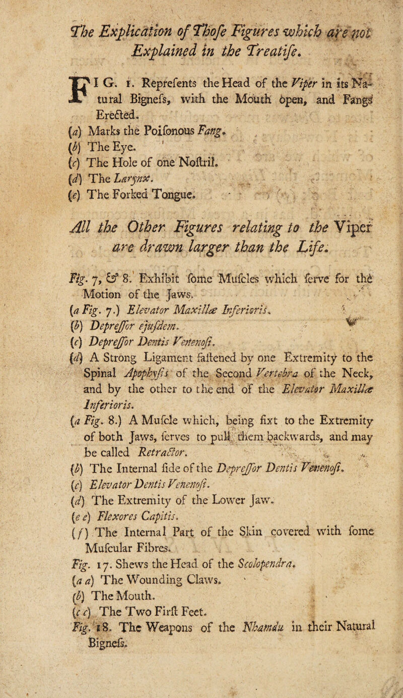 The Explication ofThofe Figures which are not Explained in the Treatife. FIG. i. Reprefents the Head of the Viper in its Na¬ tural Bignefs, with the Mouth open, and Fangs Ere&ed. {a) Marks the Poifonous Fang. (b) The Eye. {c) The Hole of one Noltrih (d) The Larynx. (ie) The Forked Tongue* All the Other Figures relating to the Viper are drawn larger than the Life. Fig. 7, 8.' Exhibit Ibnie Mufcles which ferve for thd Motion of the Jaws> . v * {a Fig. 7.) Elevator Maxillee Inferior}s. (b) Deprejfor ejufdem. (<r) Deprejfor Dentis Vertemji. (d) A Strong Ligament fattened by one Extremity to the Spinal Apophyfs of the Second Vertebra of the Neck, and by the other to the end of the Elevator Maxilla Inferioris. {a Fig. 8.) A Mufcle which, being hxt to the Extremity of both Jaws, lerves to puM diem backwards, and may be called Retraffor. {b) The Internal fide of the Deprejfor Dentis Vmenoji. {e) Elevator Dentis Venenofi. (d) The Extremity of the Lower Jaw. (e e) Flexores Capitis. {f) The Internal Part of the Skin covered with fome Mufcular Fibres. Fig. 17. Shews the Head of the Scoiopendra. (a a) The Wounding Claws. (b) The Mouth. . • {c c) The Two FirH Feet. Fig. 18. The Weapons of the Wodtnin in their Natural Bignefs.