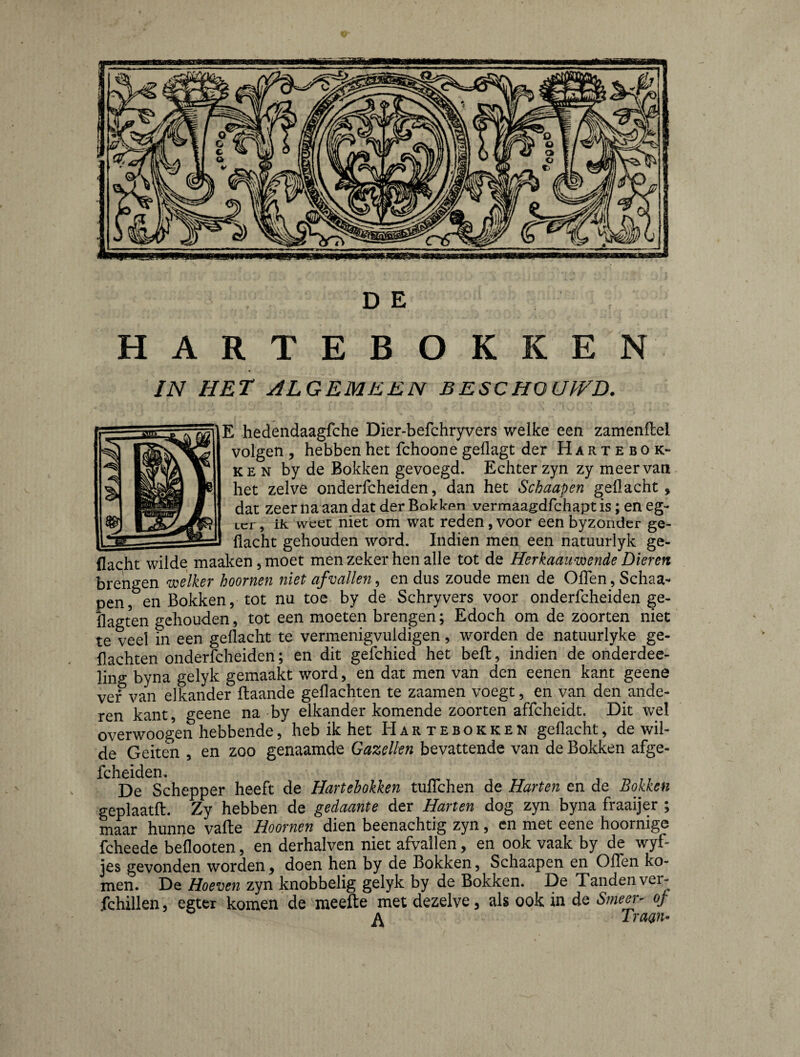 D E HARTE BOKKEN IN HET ALGEMEEN BESCHOUJVD. E hedendaagfche Dier-befchryvers welke een zamenilel volgen , hebben het fchoone geflagt der Hartebok- KE N by de Bokken gevoegd. Echter zyn zy meer van het zelve onderfcheiden, dan het Schaapen geil acht, dat zeer na aan dat der vermaagdfchapt is; en eg- Lcr, ik weet niet om wat reden, voor een byzonder ge- _ilacht gehouden word. Indien men een natuurlyk ge¬ dacht wilde maaken, moet men zeker hen alle tot de Herkaaiiwende Dieren brengen welker hoornen niet afvullen^ en dus zoude men de OiTen, Schaa¬ pen , en Bokken, tot nu toe by de Schryvers voor onderfcheiden ge- llagten gehouden, tot een moeten brengen; Edoch om de zoorten niet te veel in een gedacht te vermenigvuldigen, worden de natuurlyke ge¬ dachten onderfcheiden; en dit gefchied het bed:, indien de onderdee- ling byna gelyk gemaakt word, en dat men van den eenen kant geene ver van elkander Baande gedachten te zaamen voegt, en van den ande¬ ren kant, geene na by elkander komende zoorten affcheidt. Dit wel overwoogen hebbende, heb ik het Har te bokken gedacht, de wil¬ de Geiten , en zoo genaamde Gazellen bevattende van de Bokken afge- fcheiden. De Schepper heeft de Hartehokken tudchen de Harten en de Bokken geplaatft. Zy hebben de gedaante der Hanen dog zyn byna fraaijer ; maar hunne vaite Hoornen dien beenachtig zyn, cn met eene hoornige fcheede bedooten, en derhalven niet afvailen, en ook vaak by de wyf- jes gevonden worden, doen hen by de Bokken, Schaapen en Oden ko¬ men. De Hoeven zyn knobbelig gelyk by de Bokken. De Tanden ver- fchillen, egter komen de meefte met dezelve, als ook in de Sme^'- of ^ Traan-