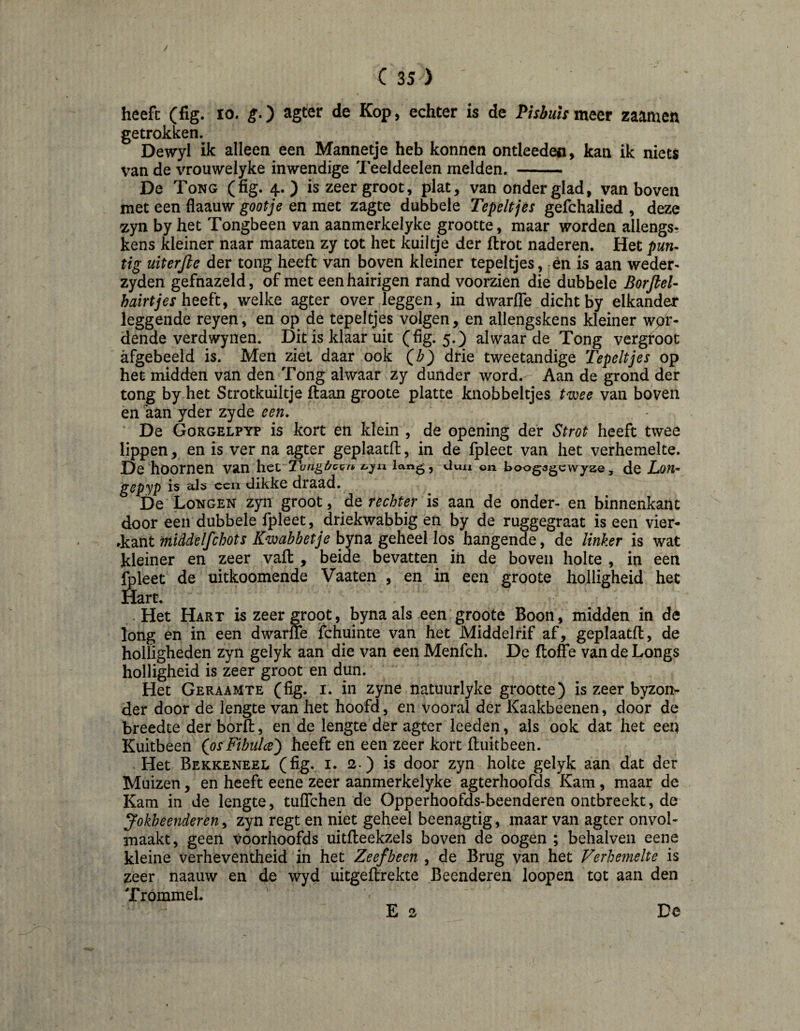 / C 35 ) heeft (fig. 10. g.) agter de Kop, echter is de Pisbuis mm zaatiien getrokken. Dewyl ik alleen een Mannetje heb konnen ontleeden, kan ik niets van de vrouwelyke inwendige Teeldeelen melden. - De Tong (fig. 4.) is zeer groot, plat, van onder glad, vanboven met een flaauw gootje en met zagte dubbele Tepeltjes gefchalied , deze zyn by het Tongbeen van aanmerkelyke grootte, maar worden allengs- kens kleiner naar maaten zy tot het kuiltje der ftrot naderen. Het pun^ tig uiterjle der tong heeft van boven kleiner tepeltjes, rén is aan weder- zyden gefnazeld, of met eenhairigen rand voorzien die dubbele Borjlel- heeft, welke agter over leggen, in dwarlTe dicht by elkander leggende reyen, en op de tepeltjes volgen, en allengskens kleiner wpr- dende verdwynen. Dit is klaar uit (fig. 5.) alwaar de Tong vergtoot afgebeeld is. Men ziet daar ook Qbj drie tweetandige Tepeltjes op het midden van den Tong alwaar zy dunder word. Aan de grond der tong by het Strotkuiltje ftaan groote platte knobbeltjes t'wee van boven en aan yder zyde een, De Gorgelpyp is kort en klein , de opening der Strot heeft twee lippen, en is ver na agter geplaatffc, in de Ipleet van het verhemelte. De hoornen van het Tungt/cQn lan^, Uun on boogagcwya©, de Lon- gepyp is alö een dikke draad. De Longen zyn groot, de rechter is aan de onder- en binnenkant door een dubbele fpleet, driekwabbig en by de ruggegraat is een vier- rkant middelfchots Krabbetje byna geheel los hangende, de linker is wat kleiner en zeer vafl: , beide bevatten iii de boven holte , in een fpleet de uitkoomende Vaaten , en in een groote holligheid het Hart. Het Hart is zeer groot, byna als een groote Boon, midden in de long en in een dwarne fchuinte van het Middelrif af, geplaatfl, de holligheden zyn gelyk aan die van een Menfch. De floffe van de Longs holligheid is zeer groot en dun. Het Geraamte (fig. i. in zyne natuurlyke grootte) is zeer byzon- der door de lengte van het hoofd, en vooral der Kaakbeenen, door de breedte der borïl, en de lengte der agter leeden, als ook dat het een Kuitbeen (osFibulcej heeft en een zeer kort fluitbeen. Het Bekkeneel (fig. i. 2.) is door zyn holte gelyk aan dat der Muizen, en heeft eene zeer aanmerkelyke agterhoofds Kam, maar de Kam in de lengte, tulTchen de Opperhoofds-beenderen ontbreekt, de Jokheenderen, zyn regt en niet geheel beenagtig, maar van agter onvol¬ maakt, geen voorhoofds uitfleekzels boven de oogen ; behalven eene kleine verheventheid in het Zeef been , de Brug van het Verhemelte is zeer naauw en de wyd uitgeftrekte Beenderen loopen tot aan den Trommel. E 2 De