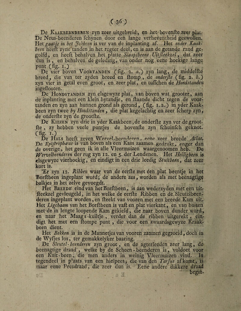 De Kaakbeenderen zyn zeer uitgebreid , en het bovenfle zeer plat. De Neus-beenderen fchynen door een lange verheventheid gezwollen. ÜQt gaatje in het JoJécen is ver van de inplanting af. Het onder Kaak¬ been heeft zyiie tanden in het regter deel, en is aan de getande rand ge¬ golfd, en heeft behalven het platte Slaapsbeens Uitfteekzel ^ dat zeer dun is, en behalven de geleding, van onder nog eene hoekige lange, punt (lig. I.) • ■ ^ De vier boven Voortanden (lig. 2. a,j zyn lang, de middellle breed, die van ter zyden breed en (lomp , de onderjle (fig. 2. zyn vier in getal even groot, en^zeer plat, en tuflehen de Hondstanden ingellooten. De Hondstanden zyn elsgewyzeplat, van boven wat grooter, aan de inplanting met een klein bytandje, en flaande dicht tegen de voor¬ tanden en zyn aan hunnen grond als gerond, (fig. 1.2.) in yder Kaak¬ been zyn twee by Hondstanden, die plat kegelachtig en zeer fcherp zyn, de onderfle zyn de grootfte. De Kiezen zyn drie in yder Kaakbeen, de onderfle zyn ver de groot- fle , zy hebben veele puntjes de bovenfle zyn fchuinfch geknot. (fig-1-) De Hals heeft zeven Werupl-beenr^prpn, ppne zeer breede Atlas, De Eptjlrophceus is van boven als een Kam zaamen gedrukt, enger dan de overige, het geen ik in alle Vleermuizen waargenoomen heb. De Wervelbeenderen der rug zyn 12. en 5. der Lendenen. Het Heiligbeen As elsgewyze vierhoekig5 en eindigt in een drie leedig Stuitbeen^ dat zeer kort is. ’Er zyn 12. Ribben waar van de eerfle mpt éen plat beentje in het Borflbeen ingeplant word; de andere zes, worden als met beenagtigp balkjes in het zelve gevóegdt. ♦ Met Breede eind van hetBorflbeen, is aan wederzyden met een uit- fleekzel gevleugeld, in het welke de eerfle Ribben en de.Sleutelbeen¬ deren ingeplant worden, en fl'eekt van vooreii met een breedè. Kam uit. Het Ltgchaam van het Borflbeen is vafl en plat vierkant, en van buiten met*de in lengte loopende Kam gekield, die naar boven dunder word, en naar het Maag s-kuiltje , verder dan de ribben uitgerekt , ein¬ digt het met een ftompe punt , die voor een zwaardsgewyze Kraak¬ been dient. Het Bekken is in dè Mannetjes van vooreh zaamen.gegroeid, docli in de Wyfjes los, ter gemakkelyker baaring. De Sleutel-beenderen zyn groot, en de agterleeden zeer lang, de beenagtige draad , welke by de Scheen - beenderen is, voldoet voor een Kuit-been,, die men anders in weinig Vleermuizen vind. In tegendeel in plaats van een hielpees, die van den Tarfiis af komt» is maar eene Peesdraad, die zeer dun is. Eene andere dikkere draad begin- Y