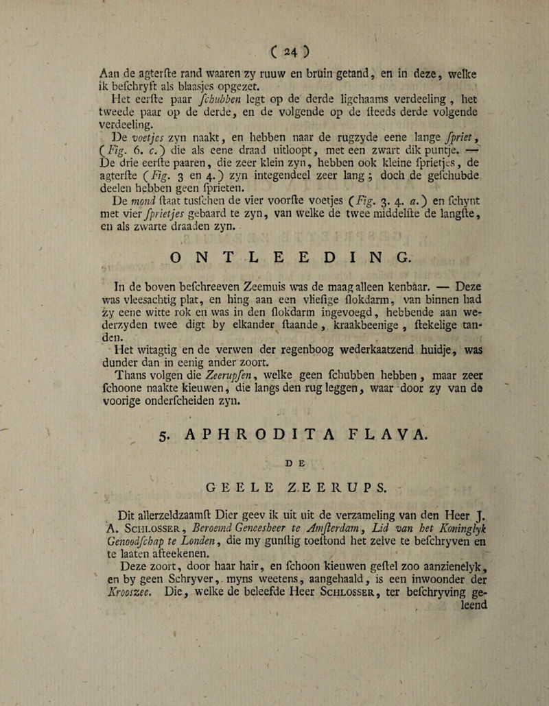 Aan de agterfte rand waaren zy ruuw en bruin getand, en in deze, welke ik befchryft als blaasjes opgezet. Het eerde paar 'fchiibhen legt op de derde ligchaains verdeeling , het tweede paar op de derde, en de volgende op de deeds derde volgende verdeeling. De voetjes zyn naakt, en hebben naar de rugzyde eene lange fprlet, 6, c.j die als eene draad uitloopt, meteen zwart dik puntje. — De drie eerde paaren, die zeer klein zyn, hebben ook kleine fprietj^s, de agterde (Fig. 3 en 4.) zyn integendeel zeer lang ; doch de gefchubde deelen hebben geen fprieten. De mond daat tusfehen de vier voorde voetjes ^Fig, 3. 4. ö:.) en fchynt met vier fprietjes gebaard te zyn, van welke de twee middelde de langde, en als zwarte draaden zyn. • ONTLEEDING. In de boven befchreeven Zeemuis was de maag alleen kenbaar. — Deze was vleesachtig plat, en hing aan een vliedge dokdarm, van binnen had zy eene witte rok en was in den dokdarm ingevoegd, hebbende aan we- derzyden twee digt by elkander daande, kraakbeenige , dekelige tan¬ den. ‘ Het witagtig en de verwen der regenboog wederkaatzend huidje, was dunder dan in eenig ander zoort. Thans volgen die Zeerupfen, welke geen fchubben hebben , maar zeer fchoone naakte kieuwen, die langs den rug leggen, waar door zy van de voorige onderfcheiden zyn. I 5. APHRODITA FLAVA. D E G E E L E Z.E E R U P S. Dit allerzeldzaamd Dier geev ik uit uit de verzameling van den Heer J. *A. ScHLOSSER, Beroemd Geneesheer te Amjlerdam, Lid van het Koninglyk Gemodfehap te Londen, die my gundig toedond het zelve te befchryven en te laaten afteekenen. Deze zoort, door haar hair, en fchoon kieuwen gedel zoo aanzienelyk, en by geen Schryver,. myns weetens, aangehaald, is een inwoonder der Krooszee* Die, welke de beleefde Heer Schlosser, ter befchryving ge¬ leend \ 1