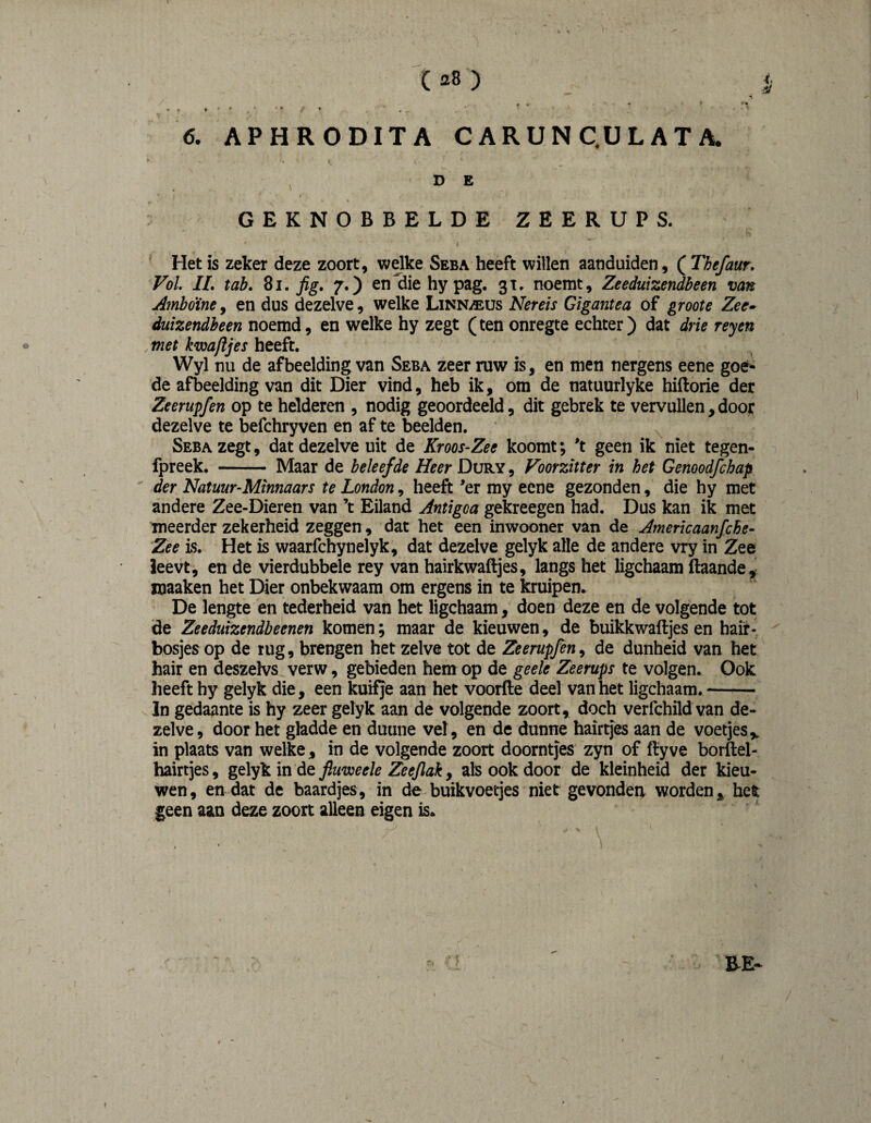 Cfl8 ) j; 6. APHRODITA CARUNQÜLATA. GEKNOBBELDE ZEERUPS. ' Het is zeker deze zoort, welke Seba heeft willen aanduiden, ( Thefaur. Vol. IL tab. Si. fig. 7.) en^Siehypag. 3T. noemt, Zeeduizendbeen van Amboiney en dus dezelve, welke Linnaeus l^ereis Gigantea of groote Zee* duizendheen noemd, en welke hy zegt (ten onregte echter) dat drie reyen , met kwa/ijes heeft, Wyl nu de afbeelding van Seba zeer ruw is, en men nergens eene goé¬ de afbeelding van dit Dier vind, heb ik, om de natuurlyke hiftorie der Zeerupfen op te helderen , nodig geoordeeld, dit gebrek te vervullen,door dezelve te befchryven en af te beelden. Seba zegt, dat dezelve uit de Kroos-Zee koomt; 't geen ik niet tegen- fpreek, - Maar de beleefde Heer Dury , Voorzitter in het Genoodfehap der Natuur-Minnaars te London, heeft *er my eene gezonden, die hy met andere Zee-Dieren van ’t Eiland Antigoa gekreegen had. Dus kan ik met meerder zekerheid zeggen, dat het een inwooner van de Americaanfebe- Zee is. Het is waarfchynelyk, dat dezelve gelyk alle de andere vry in Zee leevt , en de vierdubbele rey van hairkwaftjes, langs het ligchaam ftaande^ maaken het Dier onbekwaam om ergens in te kruipen. De lengte en tederheid van het ligchaam, doen deze en de volgende tot de Zeeduïzendbeenen komen; maar de kieuwen, de buikkwaftjes en hair- b,osjes op de rug, brengen het zelve tot de Zeerupfen y de dunheid van het hair en deszelvs verw, gebieden hem op de geele Zeerups te volgen. Ook lieeft hy gelyk die, een kuifje aan het voorfte deel van het ligchaam.-- In gedaante is hy zeer gelyk aan de volgende zoort, doch verfchild van de¬ zelve, door het gladde en duune vel, en de dunne hairtjes aan de voetjes,, in plaats van welke, in de volgende zoort doorntjes zyn of ftyve borftel- hairtjes, gelyk in de fiuweele Zeejlak, als ook door de kleinheid der kieu¬ wen, en dat de baardjes, in de buikvoetjes niet gevonden worden^ het geen aan deze zoort alleen eigen is.