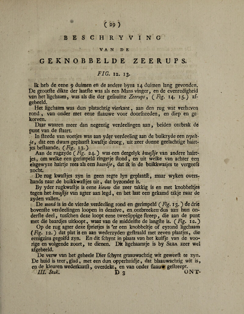 r r ^ ( 29) • * B E S e H R Y V I N G  V A N D E GEKNOBBELDE ZEERUPS. FIG, 12. 13. t • Ik heb de eene 9 duimen en de andere byna 14 duimen lang gevonden, De grootfte dikte der laatfte was als een Mans vinger, en de evenredigheid van het ligchaam, was als die der gefnuitte Zeerups, QFig. 14. 15.) af- gebeeld. Het ligchaam was ditn platachtig vierkant, aan den rug wat verheven rond, van onder met eene fiaauwe voor doorfneeden, en diep en ge¬ korven. Daar waaren meer dan negentig verdeelingen aan, beiden ontbrak de punt van de ftaart. In fteede van voetjes was aan yder verdeeling aan de buikzyde een tepelt¬ je , dat een dwars geplaatft kwaftje droeg, uit zeer dunne geelachtige hairt- jes beftaande. (ivg. 13.) Aan de rugzyde (ivg. 24,) was-een dergelyk kwajlje van andere hairt- jes, om welke een gerimpeld ringetje ftond, en uit welke van achter een elsgewyze hairtje rees als een baardje, dat ik in de buikkwasjes te vergeefs zocht, De rug kwaftjes zyn in geen regte lyn geplaatft, maar wyken overs- hands naar de buikkwaftjes uit, dat byzonder is. By yder rugkwaftje is eene kieuw die zeer takkig is en met knobbeltjes tegen het kw^je van agter aan legd, en het laat een gekamd takje naar de ■ , zyden vallen. , ^ . De mond is in de vierde verdeeling rond en gerimpeld (Ftg. 13.}^® bovenfte verdeelingen loopen in dezelve, en,ontbreeken dus aan hun on- derfte deel, tusfehen deze loopt eene tweelippige ftreep, die aan de punt met die baardjes uitbopt, waar van de middelfte de langfte is. (^Fig. 12.) Op de rug agter deze fprietjes is ^er een knabbeltje of eyrond ligchaam (Fig. 12,) dat plat is en aan wederzyden geftraald met zeven plaatjes, die eenigzins gegolfd zyn. En dit fchynt in plaats van het kuifje van de voo- rige en volgende zoort^ te dieren. Dk ligehaaratje is by Seba zeer wel afgebeeld. De verw van het geheele Dier fchynt graauwachtig wit geweeft te zyn. De huid is teer,glad, met een dun opperhiiidje, dat blaauwachdg wit is, en de kleuren wederkaatft, overdekt, en van onder flaauw geftreept. ^ HL StuL Ds ONT*