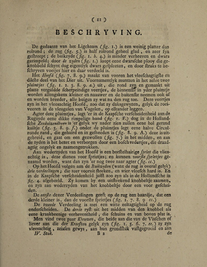 BESCHRYVING. De gedaante van het Ligchaam Qfig. i,) is een weinig platter dan rolrond ; de rug (fig, 5.) is half rolrond geheel glad , en zeer fyu geflreept; de buikzyde Qfig, i. h. 4.) is minder verheeven en dwars gerimpeld; door de zyden (fig. i,) loopt eene dwarsfche plooy die ge¬ knobbeld fchynt dog eigentlyk dwars gefpleeten, en door ftraks te be- fchryven voeyes hier en daar verdeeld is. Het Hoofd Qfig. 7. 8. 9.) maakt van vooren het vleefchagtigfte en dikfte deel van het Dier uit. Voornamentlyk muntten in het zelve twee 'pluimtjes (fig, i. 2. 3. 8. 9. a.^ uit, die rond zyn en gemaakt uit platte verguldde fcherpeindige veertjes, de binnenfte'in yder pluimt]e worden allengskens kleiner en naauwer en de buitenfte neemen ook af en worden breeder, alle buigen zy wat na den rug toe. Deze veertjes zyn in het vleesachtig Hoofd, zoo dat zy daksgev/yzen, gelyk de roei- veeren in de vleugelen van Vogelen, op elkander leggen. Agter deze pluimtjes, legt ’er in de Kaapfche verfcheidenheid aan de Rugzyde eene dikke rimpelige band (fig. i. F.) dog in de Holland- fche Zeeduizendbeen is 'er gelyk wy nader zien zullen eene hol gerand kuiltje (fig. 5. 8. 9. ƒ.) onder de pluimtjes legt eene halve Circul- ronde rand , die gehaird en in gefneeden is (fig^ 8. 9. A.) deze is uit¬ gebreid, en gaat om een gezwollen (fig. 7.) in het midden, en aan de zyden is het bezet en verborgen door een bofchvedertjes, die draad- agtig ongelyk en zaamengetrokken. Aan wederzyden van het Floofd is een borflelhairige fpriet die vlies¬ achtig is , deze dienen voor fprietjes; en kunnen voorfte fprietjes ge¬ naamd worden, want dan zyn ’er nog twee naar agter (fig, cc.') Op het Hoofd volgen aan de Buikzyden (want de rug is overal gelyk) - drie verdeelingen; die zeer vooruit fleeken, en wier vleefch hard is. En in de Kaapfche verfcheidenheid jui'ft zoo zyn als in de Hollandfche in fig. 4. afgebeeld. Zy komen by een uitfleekend knobbeltje zaamen, en zyn aan wederzyden van het knobbeltje door een voor gefchei- den. De eerfie dezer Verdeelingen geeft op de rug een baardje, dat een derde kleiner is, dan de voorfte fprietjes i. 7. 8. 9 cc.) De tweede Verdeeling is met een witte eeltagtigheid op de rug onderfcheiden. De derde ryft uit het midden van den knobbel als eene kraakbeenige verheventheid , die fchuins en van boven plat is. Men vind twee paar Kieuwen, die beide aan die van de Visfchen of liever aan die der Kreeften gelyk zyn (fig. 1. 5. 6. 7. ee.) zy zyn vleesachtig , zeisfen gewys, aan hun grondfluk vaftgegroeid en aan IF. Stuk. 3 2 de