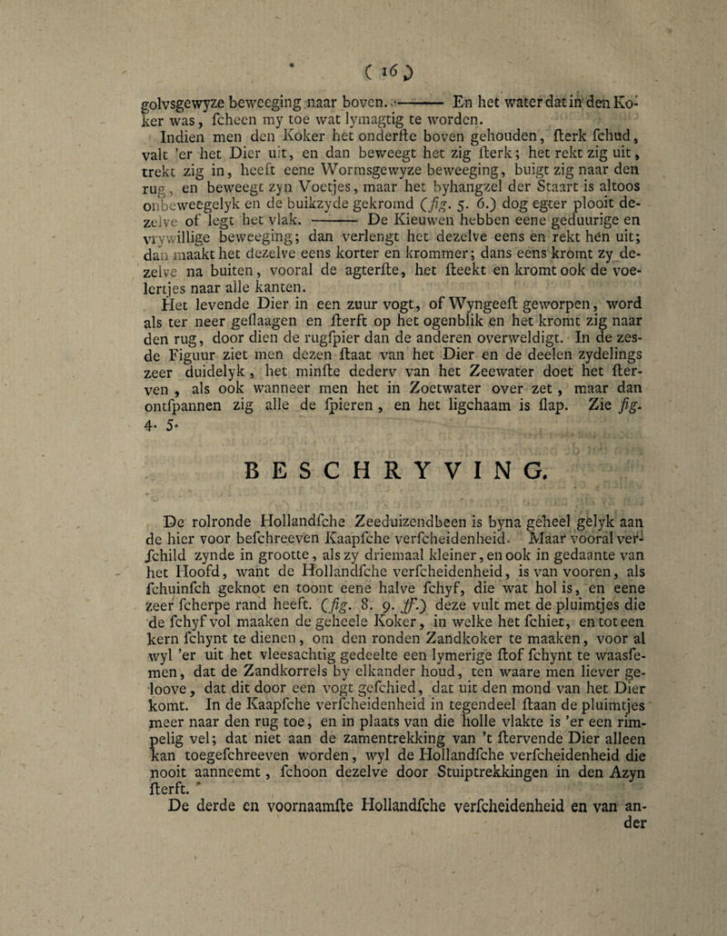 s;olvsgewyze beweeging naar boven..*- En het v/ater dat in den Ko¬ ker was, fcheen my toe wat lymagtig te worden. Indien men den Koker het onderlle boven gehouden, fterk fchud, valt ’er het Dier uit, en dan beweegt het zig fterk; het rekt zig uit, trekt zig in, heeft eene Wornisgewyze beweeging, buigt zig naar den rug, en beweegt zyn Voetjes, maar het byhangzel der Staart is altoos onbeweegelyk en de buikzyde gekromd Qfig. 5. 6.) dog egter plooit de¬ zelve of legt het vlak. —--- De Kieuwen hebben eene geduurige en vrywillige beweeging; dan verlengt het dezelve eens en rekt hén uit; dan maakt het dezelve eens korter en krommer; dans eens kromt zy de¬ zelve na buiten, vooral de agterfle, het fteekt en kromt ook de voe- Icrtjes naar alle kanten. Het levende Dier in een zuur vogt, of Wyngeefl geworpen, word als ter neer geflaagen en Kerft op het ogenblik en het kromt zig naar den rug, door dien de rugfpier dan de anderen overweldigt. In de zes¬ de Figuur ziet men dezen ftaat van het Dier en de deelen zydelings zeer duidelyk , het minfle dederv van het Zeewater doet het Ker¬ ven , als ook wanneer men het in Zoetwater over zet, maar dan ontfpannen zig alle de fpieren, en het ligchaam is flap. Zie fig* 4* 5* BESCHRYVING. De rolronde Hollandfche Zeeduizendbeen is byna geheel gelyk aan de hier voor befchreeven Kaapfehe verfcheidenheid. Maar vooral vefl jehild zynde in grootte, alszy driemaal kleiner, en ook in gedaante van het Hoofd, want de Hollandfche verfcheidenheid, isvanvooren, als fchiiinfch geknot en toont eene halve fchyf, die wat hol is, en eene zeer fcherpe rand heeft. Qfig. 8. 9. jfJ) deze vult met de pluimtjes die de fchyf vol maaken de geheele Koker, in welke het fchiet, en tot een kern fchynt te dienen , om den ronden Zandkoker te maaken, voor al wyl ’er uit het vleesachtig gedeelte een lymerige Kof fchynt te waasfe- men, dat de Zandkorrels by elkander houd, ten waare men liever ge- loove, dat dit door een vogt gefchied, dat uit den mond van het Dier komt. In de Kaapfehe verfcheidenheid in tegendeel Kaan de pluimtjes meer naar den rug toe, en in plaats van die holle vlakte is ’er een rim¬ pelig vel; dat niet aan de zamentrekking van ’t Kervende Dier alleen kan toegefchreeven worden, wyl de Hollandfche verfcheidenheid die nooit aanneemt, fchoon dezelve door Stuiptrekkingen in den Azyn Kerft. * De derde en voornaamKe Hollandfche verfcheidenheid en van an¬ der
