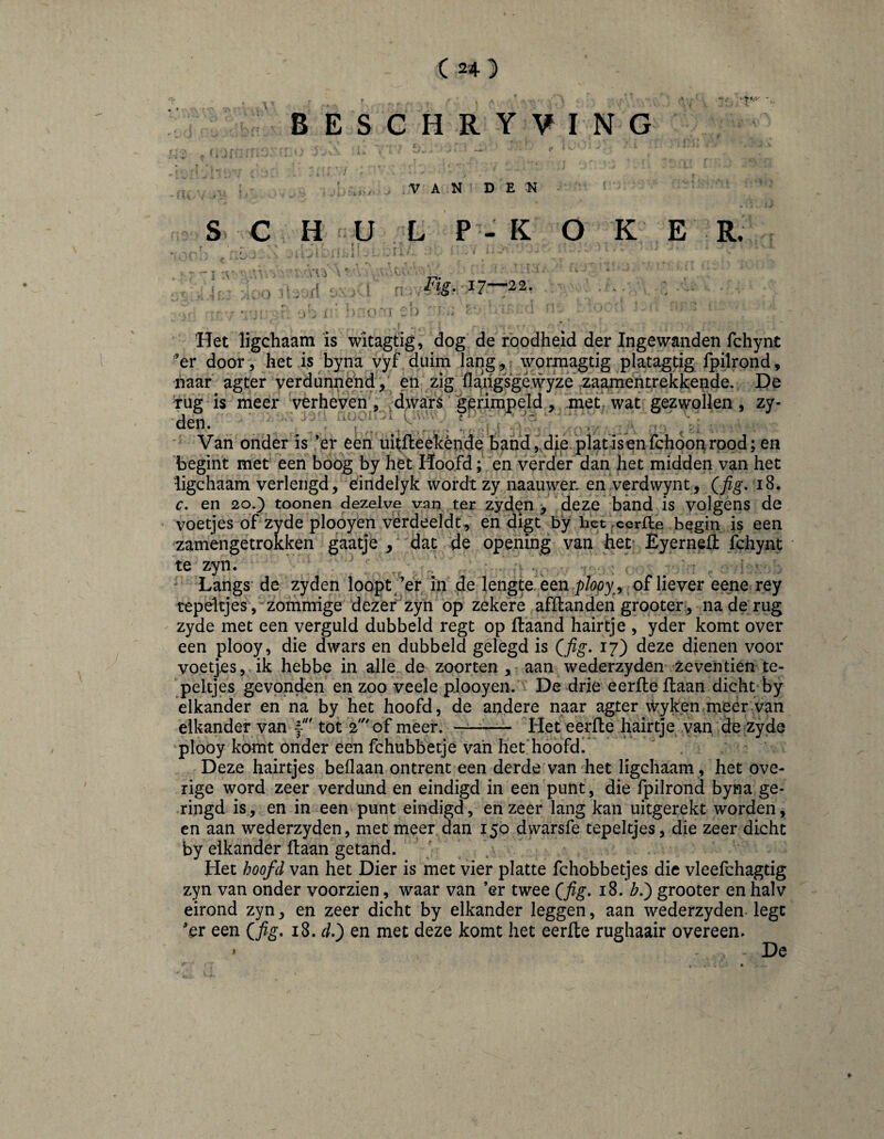 * 'i'.y B E S C H R Y V I N G r ' * f V A N D E N SC H t : ■ .'U ■ ^ I •- r ■• j ^ 1 ' L P - K . Ftg. 17—22. O K E R. Het ligchaam is witagtig, dog de roodheid der Ingewanden fchync '’er door, het is byna vyf duim lang, woriaagtig platagtig Ipilrond, naar agter verdunnend, en zigfla^hgsgé.wyze zaamentrekkende. De •rug is meer verheven , dwars ‘ gerimpeld , met; wat gezwollen , zy- •' Van onder is ’er eèn uhfleekènde band ,.die plat isen fchoon rood; en 'begint met een boog by het Hoofd; en verder dan het midden van het ligchaam verlengd, eindelyk wordt zy naauwen en verdwynt, Qfig. 18. c. en 20.]) toonen dezelve van ter zyd^n *, deze band is volgens de voetjes of zyde plooyen verdeelde, en digt by bet ,cer£le begin is een zamêngetrokken gaatje , ‘ dat de opening van her Eyernefl: fchynt te zyn. .. : ' Langs de zyden loopt Vr in de lengte, een p/ööy , _ of liever eene rey tepeltjes, zommige dezer zyn op zekere afftanden grooter;, na de rug zyde met een verguld dubbeld regt op ftaand hairtje , yder komt over een plooy, die dwars en dubbeld gelegd is Qfig, 17) deze dienen voor voetjes, ik hebbe in alle de zoorten , aan wederzyden- zeventien te¬ peltjes gevonden en zoo veele plooyen. ' De drie eerfle Haan dicht by elkander en na by het hoofd, de andere naar agter wyken meer van elkander van f tot 2' of meer. —^-- Het eerfte hairtje van de zyde plooy komt onder een fchubbetje van het hóofd!^ Deze hairtjes beflaan ontrent een derde van het ligchaam , het ove¬ rige word zeer verdund en eindigd in een punt, die fpilrond byna ge¬ ringd is, en in een punt eindigd, en zeer lang kan uitgerekt worden, en aan wederzyden, met meer dan 150 dwarsfe tepeltjes, die zeer dicht by elkander Haan getand. Het hoofd van het Dier is met vier platte fchobbetjes die vleefchagtig zyn van onder voorzien, waar van ’er twee Qfig, 18. b.') grooter en halv eirond zyn, en zeer dicht by elkander leggen, aan wederzyden legt ’er een 18. en met deze komt het eerfte rughaair overeen. . De
