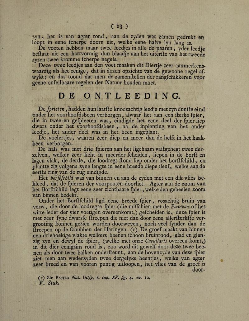 C 3 zyn 5 het is van agter rond , aan de zyden wat zamen gedrukt en loopt in eene fcherpe doorn uit, welke eene halve lyn lang is. De voeten hebben maar twee leedjes in alle de paaren, yder leedje beflaat uit een hartvormig dun blaadje aan het uiterfle van het tweede ryzen twee kromme fcherpe nagels. Deze twee leedjes aan den voet maaken dit Diertje zeer aanmerkens¬ waardig als het eenige, dat in dezen opzichte van de gewoone regel af- wykt; en dus toond dat men de zamenflellen der rangfchikkeren vo.or geene onfeilbaare regelen der Natuur houden moet. DE ONTLEEDING. De , hadden hunlaatfle knodsachtig leedje met zyn dunfle eind onder het voorhoofdsbeen verborgen, alwaar het aan een fterke Ipier, die in twee-en gefpleeten was, eindigde het eene deel der fpier liep dwars onder het voorhoofdsbeen , na de inplanting van het ander leedje, het ander deel was in het been ingeplant. D.e voelertjes, waaren zeer diep en meer dan de helft in het kaak¬ been verborgen. De hals was met drie {pieren aan het ligchaam vaflgehegt twee der- zelven, welker zeer licht in meerder fcheiden, liepen in de borfl en lagen vlak, de derde, die loodregt flond liep onder het borflfchild, en plantte zig volgens zyne lengte in eene breede diepe fleuf, welke aan de eerfle ring van de rug eindigde. Het borflfchild was van binnen en aan de zyden met een dik vlies be¬ kleed , dat de {pieren der voorpooten doorliet. Agter aan de zoom van het Borftfchild-legt eene zeer zichtbaare fpier, welke den geheelen zoom van binnen bedekt. Onder het Borflfchild ligd eene breede fpier , rosachtig bruin van verw, die door de loodregte fpier (die miffchien met de Paxwax of het witte leder der vier voetigen overeenkomt,) gefcheiden is, deze fpier is met zeer fyne dwarsfe flreepen die niet dan door eene allerfterkfle ver- grooting konnen gezien worden doorweven, noch veel fynder dan de flreepen op de fchubben der Haringen, (r) De groef maakt van binnen een driehoekige vlakte welkers beenen fchoon bruinrood, glad en glan¬ zig zyn en dewyl de fpier, (welke met onze Cucullaris overeen komt,) in dit dier eenigzins rond is , zoo word dit gewelf door deze twee bee¬ nen als door twee balken onderfleunt, aan de bovenzyde van deze fpier ziet men aan weder zyden twee dergelyke beentjes, welke van agter zeer breed en van vooren puntig uitloopen, het vlies van de groef is door- (r) Zie Baster NaU Uitfp, /, tab. XV. fig. 4. m. 12.