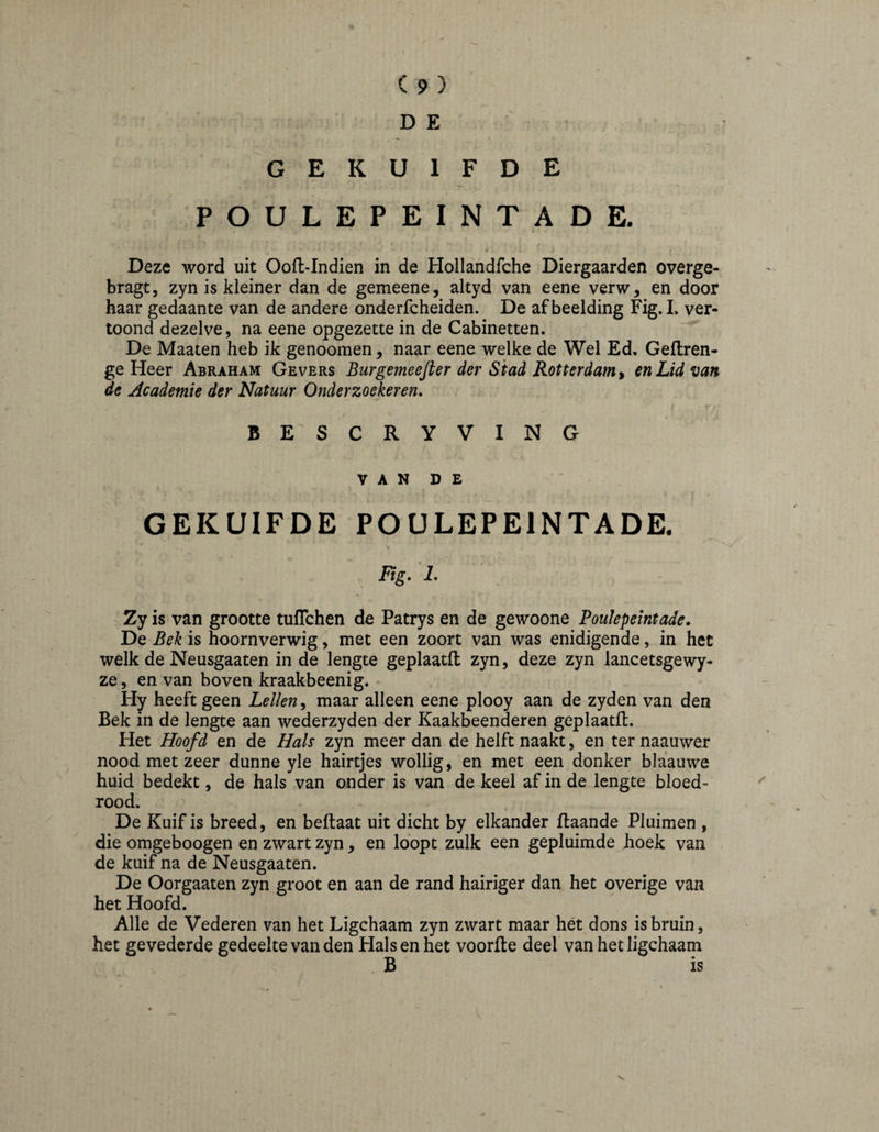 DE GEKUIFDE POULEPEINTADE. Deze word uit Ooft-Indien in de Hollandfche Diergaarden overge- bragt, zyn is kleiner dan de gemeene, altyd van eene verw, en door haar gedaante van de andere onderfcheiden. De afbeelding Fig. L ver¬ toond dezelve, na eene opgezette in de Cabinetten. De Maaien heb ik genoomen^ naar eene welke de Wel Ed, Geflren- ge Heer Abraham Gevers Burgemeefter der Stad Rotterdam^ en Lid van de Academie der Natuur Onderzoekeren. BESCRYVING V A N D E GEKUIFDE POULEPEINTADE. Ftg, 1. Zy is van grootte tulTchen de Patrys en de gewoone Poulepeintade. De Bek is hoornverwig, met een zoort van was enidigende, in het welk de Neusgaaten in de lengte geplaatft zyn, deze zyn lancetsgewy- ze, en van boven kraakbeenig. Hy heeft geen Lellen, maar alleen eene plooy aan de zyden van den Bek in de lengte aan wederzyden der Kaakbeenderen geplaatfl. Het Hoofd en de Hals zyn meer dan de helft naakt, en ternaauwer nood met zeer dunne yle hairtjes wollig, en met een donker blaauwe huid bedekt, de hals van onder is van de keel af in de lengte bloed¬ rood. De Kuif is breed, en beftaat uit dicht by elkander flaande Pluimen , die omgeboogen en zwart zyn , en loopt zulk een gepluimde hoek van de kuif na de Neusgaaten. De Oorgaaten zyn groot en aan de rand hairiger dan het overige van het Hoofd. Alle de Vederen van het Ligchaam zyn zwart maar hét dons is bruin, het gevederde gedeelte van den Hals en het voorfte deel van het ligchaam B is