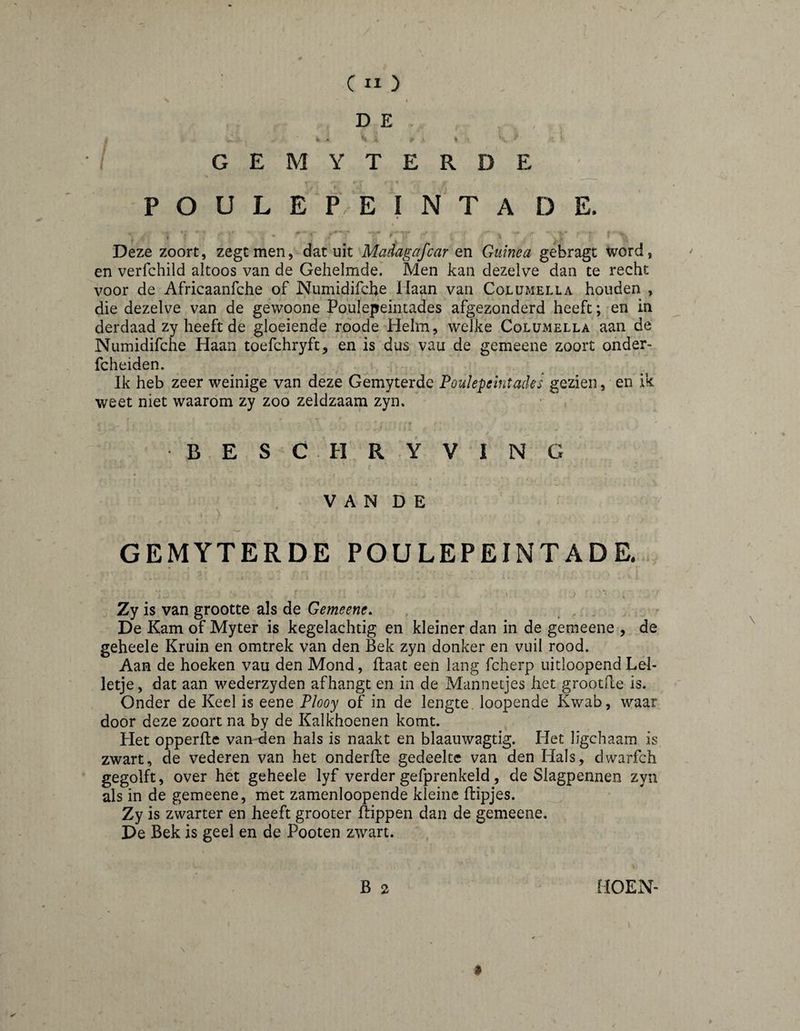 D E / G E M Y T E R D E FOUL E P E I N T A D E. Deze zoort, zegt men, dat nit Madagascar en Guinea gebragt word, en verfchild altoos van de Gehelmde. Men kan dezelve dan te recht voor de Africaanfche of Numidifche Haan van Columella honden , die dezelve van de gewoone Poulepeintades afgezonderd heeft; en in derdaad zy heeft de gloeiende roode Helm, welke Columella aan de Numidifche Haan toefchryft, eh is dus vau de gemeene zoort onder- fcheiden. Ik heb zeer weinige van deze Gemyterde Poulepeintades gezien, en ik weet niet waaróm zy zoo zeldzaam zyn. B E S C H R Y V I N G V A N D E , ^ GEMYTERDE POULEPEINT AD R r • Zy is van grootte als de Gemeene. , , . . ■ De Kam of Myter ijs kegelachtig en kleiner dan in de gemeene , de geheele Kruin en omtrek van den Bek zyn donker en vuil rood. Aan de hoeken vau den Mond, flaat een lang fcherp uitloopend Lel¬ letje, dat aan wederzyden afhangt en in de Mannetjes het grootRe is. Onder de Keel is eene Plooy of in de lengte, loopende Kwab, waar door deze zoort na by de Kalkhoenen komt. Het opperRe van den hals is naakt en blaauwagtig. Het ligchaam is. zwart, de vederen van het onderRe gedeelte van den Hals, dwarfch gegolft, over het geheele lyf verder gefprenkeld, de Slagpennen zyn als in de gemeene, met zamenloopende kleine Ripjes. Zy is zwarter en heeft grooter Rippen dan de gemeene. De Bek is geel en de Pooten zwart. ; , B 2 HOEN-