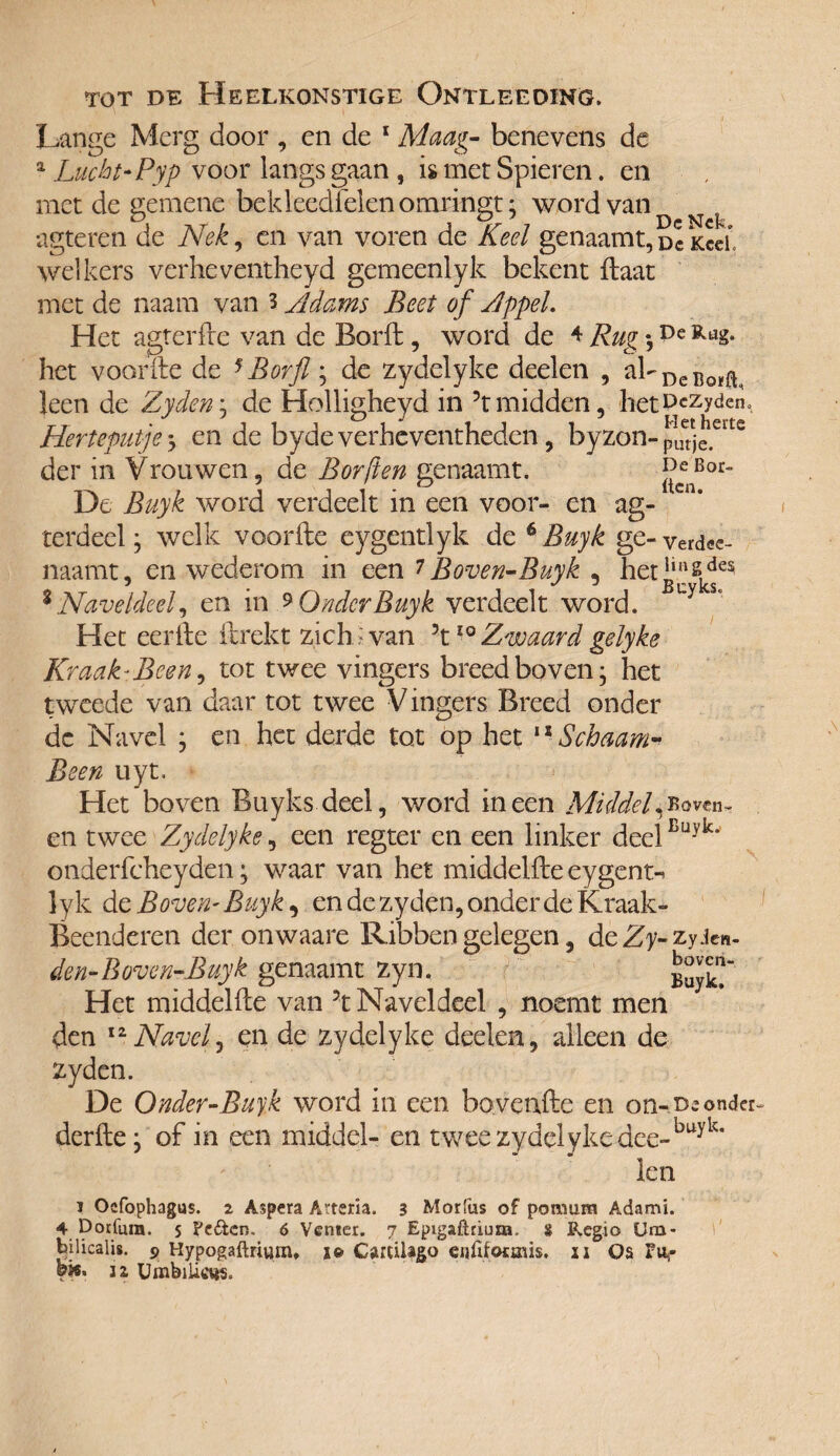 TOT DE PÏEELKONSTIGE OntLEEDING. Lange Merg door , en de 1 Maag-- benevens de a Lucht* Pyp voor langs gaan , is met Spieren. en met de gemene bekleedfelen omringt; word van ^ ^ agteren de Nek, en van voren de Keel genaamt,dcKeel. welkers verheventheyd gemeenlyk bekent ftaat met de naam van 3 Adams Beet of Appel. Het agferfte van de Borft, word de 4- Rug ;De het voorfte de 5 Borfl; de zydelyke deden , al-DeIi0ïfl leen de Zyden; de Holligheyd in ?tmidden, hetnczydeno Her te putje; en de bydeverheventheden, byzon- Jfuerje.eite der in Vrouwen, de Borften genaamt. j^Bor- De Buyk word verdeelt in een voor- en ag- terdeel; welk voorfte cygentlyk de 6 Buyk ge-verdee- naamt, en wederom in een 7Boven* Buyk , het'insdes % Naveldeel, en in * Onder Buyk verdeelt word. uy s“ Het eerfte ftrekt zich wan \10 Zwaard gelyke Kraak* Been, tot twee vingers breed boven; het tweede van daar tot twee Vingers Breed onder de Navel ; en het derde tot op het 11 Schaam* Been uyt. Het boven Ruyksdeel, word ineen Middel,Boven- en twee Zydelyke , een regter en een linker deel Buyk* onderfcheyden; waar van het middelfte eygent-* 1 yk de Boven' Buyk, en de zyden, onder de Kraak¬ beenderen der onwaare Ribben gelegen, deZy-zyJen- den-Boven-Buyk genaamt zyn. Het middelfte van ?t Naveldeel , noemt men den 11 Navel, en de zydelyke deelen, alleen de zyden. De Onder-Buyk word in een bovenfte en on-.dsonder derfte; of in een middel- en twee zydelyke dee-buyk* len j Oefophagus. 2 Aspera Aaeria. 3 Morfus of pomum Adami. 4 Dorfuin, 5 Pc&cn, 6 Venter. 7 Epigaftduaa, » Regio Um- bilicalis. ? Hypogaftrium* 1» CaitiUgo cnfifoHais. 11 Os FUf ©w. ia UmbiUcws.