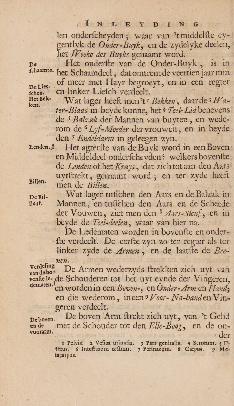 DeLies- fchen. Het Bek¬ ken. len onderfcheyden; waar van ?t middel fte ey- gentlyk de Onder-Buyk, en de zydelyke deden, het (Veeke des Buyks genaamt word. De Het onderfte van de Ondcr-Buyk , is in fchaamte. Schaamdeel, dat omtrent de veertien jaar min of meer met Hayr begroeyt, en in een regter en linker Liefch verdeelt. Wat lager heeft men 5t2 Bekken, daar de 5IVt- ter-Blaas in beydekunne, het4Leel-Lidbenevens de 5 Balzak der Mannen van buyten , en wede¬ rom de 6 Lyf-Moeder der vrouwen, en in beyde den 7 Endeldarm in geleegen zyn. Lenden, j Het agterfte van de Ruyk word in een Boven en Middeldeel onderfcheydenc. welkers bovenfte de Lenden of het Kruys, dat zich tot aan den Aars uytftrekt, genaamt word j en ter zyde heeft men de Bitten. Wat lager tuft'chen den Aars en de Balzak in Mannen, en tuil'chen den Aars en de Scheede der Vouwen, ziet men den 8 Aars-Sleuf, en in beyde de Teel-deelen, waar van hier na. De Ledematen worden in bovenfte en onder¬ fte verdeelt. De eerfte zyn zo ter regter als ter linker zyde de Armen , en de laatfte de Bcc- nen. Jandebcr He Armen wederzyds ftrekken zich uyt van venfte ie-^de Schouderen tot het uyt eynde der Vingeren, dematen. en worjen ]n een Boven-, en Onder-Arm en Hand> cn die wederom, ineen? Voar- Na-hand en Vin¬ geren verdeelt. Deboven- He boven Arm ftrekt zich uyt, van \ Gelid en de met de Schouder tot den Elle-Boog, en de on- ' der i Pelvis. 2 Vefiea urlnaria. 3 Pars genitalis. 4 Scrotum. 5 U- terus. 6 Intcftinum rc&um. 7 Perinacum. 8 Carpus. 9 Me- tacarpus. Billen. De Bil- üeuf. voorarm.