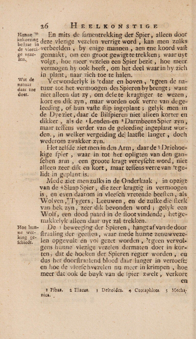 Hitmië n inkorrinjj beftaac in de vieezt- ge veze¬ len. ' Wat de natuur daar toe doet» Koe hun* we wer¬ king ge- khiedt. En mits de famentrekking der Spier, alleen door deze vlezige vezelen verrigt word , kan men zulks verbeelden , by enige mannen , aen ene koord va ft gemaakt, om een groot gewigtte trekken > waar uyt volgt, boe meer vezelen een Spier bezit, hoe meer vermogen hy ook heeft, om het deel waarinhy zich in plant, naar zich toe te halen. Verwonderlyk is ’tdaar en boven , ’tgeen de na¬ tuur tot het vermoogen des Spieren by brengt; want niet alleen dat zy, om delete kragtiger te wezen, kort en dik zyn, maar worden opk verre van de ge¬ leeding, of hun vafte ftip ingeplant; geiyk men in de Dyeziet,daar de Bilfpieren niet alleen korter en dikker, als de ‘Lenden-en aDarmbeensSpier zyn, maar teffens verder van de geleeding ingeplant wor¬ den. , in welker vergelding dd laatfte langer , doch wederom zwakker zyn. Het zelfde ziet men in den Arm, daar de 3 Driehoe¬ kige fpïer , waar in tot het opligten van den gan- fchen arm , een groote kragt vereyfcht word, niet alleen zeer dik en kort, maar teffens verre van ’ege- lidc in geplant is. Mede ziet men zulks in de Onderkaak , in opzigt van de 4 Slaap Spier, die zeer kragtig in vermoogen is, en even daarom in vleefch vretende beeften , als Wolven ffTygers, Leeuwen, en de zulke die fterk van bek zyn, zeer dik bevonden word ; geiyk een Wolf, een dood paard in de iloot vindende , het ge- makkelyk alleen daar uyt zal trekken. De 5 beweeg! ng der Spieren, hangt af van de door ftraaling der geefieo, waar mede hunne zenuwveze- ien opgevult en vol gezet worden , ’tgeen vervol¬ gens hunne viezige vezelen dermaten doet in kor¬ ten , dat de hoeken der Spieren regter worden , en dus het doorftraalend bloed daar langer in vertoeft: en hoede vleefch vezelen nu meer in krimpen , hoe meer dat ook de buyk van de ipier zwelt, verkort en 3 Pfoai. mica. z Iliacus. 3 Deltoides. 4 CEouphitcs, s Media-