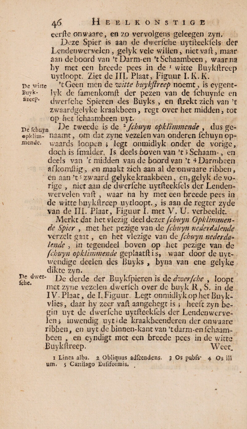 De wiste Buyk- üieep* eerfte onwaare, en zo vervolgens geleegen zyri. Deze Spier is aan de dwerfche uytfteekfels def Lenden wervelen, gelyk vele willen, nietvaft, maar aan dekoord van ’cDarm-en ’t Schaambeen, waarna hy mee een breede pees in de 1 witte Buykftreep üytloópc. Ziet de III. Plaat, Figuur I. K. K. ’tGeen men de Witte buykjheep noemt, is eygent- lyk de famenkomft der pezen van de fchuynie en dwerfche Spieren des Buyks , en flrekt zich van ’t' zwaardgelyke kraakbeen, regt over het midden 3 tot op het fchanmbeen uyt. De fcbuyn F)e tweede is de 2 Jchüyn opklïmmende , dus ge- •pkiim- naamt, om dat zyne vezelen van onderen fchuyn op- menae. waards loopen j legt onmidlyk onder de vorige, doch is fmalder, Is deels boven van ’t > Schaam-, en deels van 5e midden van de boord van’t 4 Darmbeen afkomftig, en maakt zich aan al deonwaare ribben, en aan ’t > zwaard gelykekraakbeen, en, gelyk de vo¬ rige , niet aan de dwerfche uytfteekfels der Lenden¬ wervelen va ft , waar na hy met een br eede pees in de witte buykftreep uytloopt., is aan de regter zyde van de III. Plaat, Figuur L met V. U. verbeeldt. Merkt dat het vlezig deel dezer fchuyn Opklïmmen¬ de Spier , met het pezige van de fcbuyn nederdalende verzelt gaat, en het vlezige van de Jchuyn nederda¬ lende , in tegendeel boven op het pezige van de fcbuyn opklïmmende geplaatftis, waar door de uyc- wendige deelen des Büyks , byna van ene gelyke dikte zyn. fchedWCr ^tde der Buykfpieren is de dwerfche , loopt met zyne vezelen dvverlch over de buyk R, S. in de’ IV.Plaat, del.Figuur. Legt onmidlyk op het Buyk- vlies, daar hy zeer vaft aangehegc is i heeft zyn be¬ gin uyt de dwerfche uytfteekfeis der Lendenwerve- Icny inwendig uytide kraakbeenderen der onwaare ribben, en uyt de binnen-kant van ’tdarm-en fchaam- been , en eyndigt met een breede pees in de witte Buykftreep. Weet, i Linea alba. 2 Obliquus adfeendens. 3 Os pubfs* 4 Os ili urn, s Cartiiago Eufifomiis,