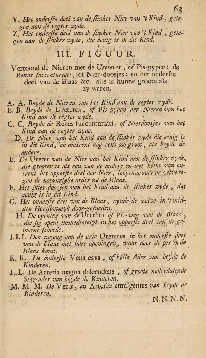 6? Y. Het onderfte deel van de flinker Nier van 7 Kind, gele¬ gen aan de regter zyde. j Zt Het onderfte deel van de flinker Nier van 7 Kind , gele¬ gen aan de flinker zyde, die eenig is in dit Kind. III. F 16 U U R. ï ' . $ % ff v ' 1 J £ * Vertoond de Nieren met de Ureteres , of Pis-pypen: de Renus (uccenturïati, of Nier-doosjes: en het onderfte deel van de Blaas &c. alle in hunne groote als zy waren. A. A. Beyde de Nieren van het Kind aan de regter zyde.. B. B. Beyde de Ureteres , of Pis-pypen der Nieren van hei Kind aan de regter zyde.. * C. C. Beyde de Renes fuccenturiati, of Nier doosjes van het Kind aan de regter zyde. D. De Nier van het Kind aan de flinker zyde die eenig is in dit Kind, 'en omtrent nog eeris zo groot, als beyde de andere. E. De Ureter van de Nier van het Kind aan de flinker zyde3 dje groot er ts als een van de andere en uyt komt van on¬ trent het opperfte deel der Nier , hopende over de zélve te¬ gen de natuurlyke order na de Blaas. F. Het Nier-doosjen van het Kind aan de flinker zyde , dat eenig is in dit Kind. G. Het onderfte deel van de Blaas, zynde de zelve in 7 mid¬ den Horifontulyk door-gefne den, H. De opening van de Urethra ofPis-vóeg van de Blaas , die fig opent immediatelyk in het opperfte deel van de ge¬ meen? fcheede. 1,1,1. Den ingang van de drie Ureteres in het onderfte deel van de Blaas met hare opcningen, waar door de pis in de Blaas komt. K. K. De onderfte Vena ca va , of hólle Ader van beyde de Kinderen. L. L. De Arteria magna defcendens , of groote nederdalende Slag-ader van beyde de Kinderen. M. M. M. De VenW, en Aiteris emulgentes van beyde de Kinderen. , n.n.rn. \