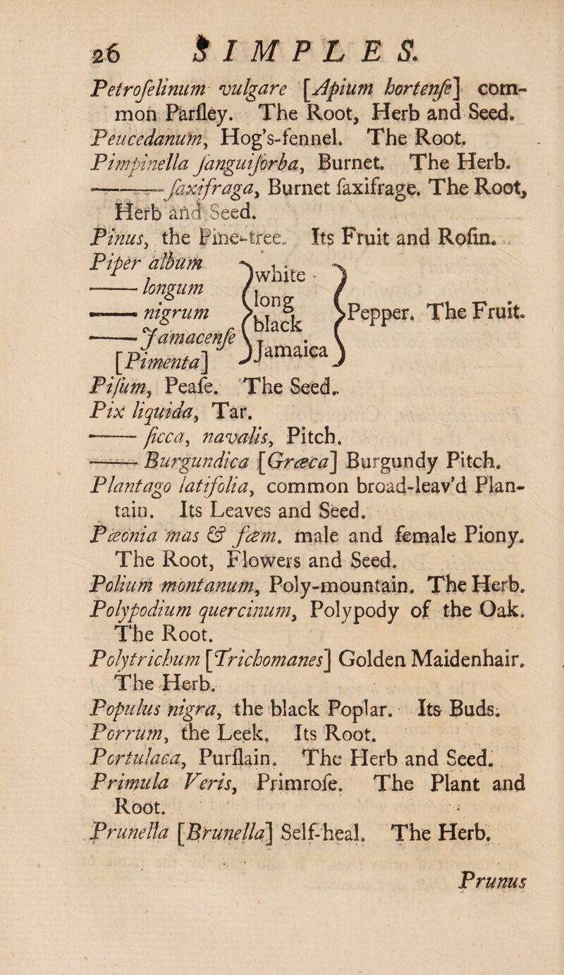 Petrofelinum vulgare [Apium hortenfe\ com¬ mon Parfley. The Root, Herb and Seed, Peucedanum, Hog’s-fennel. The Root. Pimpinella JanguiJbrba, Burnet. The Herb. -r~jaxifragay Burnet faxifrage. The Root, Herb and Seed. Pinus) the Piper album --longum nigrum tree. Its Fruit and Rofin. V (white long black Jamacenfe \ T >• * i jjamaica *1 vyionn-rsi I ^ J •Pepper. The Fruit [Pimenta] Pifum, Peafe. The Seed. Pix liquida, Tar. ——- jicca, navalis, Pitch. ■—■—- Burgundica [Grazea] Burgundy Pitch. Plantago latifolia, common broad-leav’d Plan¬ tain. Its Leaves and Seed. Pceonia mas & fdmt male and female Piony. The Root, Flowers and Seed. Polium montanum, Poly-mountain. The Herb. Polypodium quercinum> Polypody of the Oak. The Root. Polytrichum \Prichomanes\ Golden Maidenhair. The Herb. Populus nigra, the black Poplar. It& Buds. Porrum, the Leek. Its Root. Pcrtulaca, Purflain. The Herb and Seed. Primula Veris, Primrofe. The Plant and Root. Prunella [Brunella] Self-heal. The Herb, Prunus