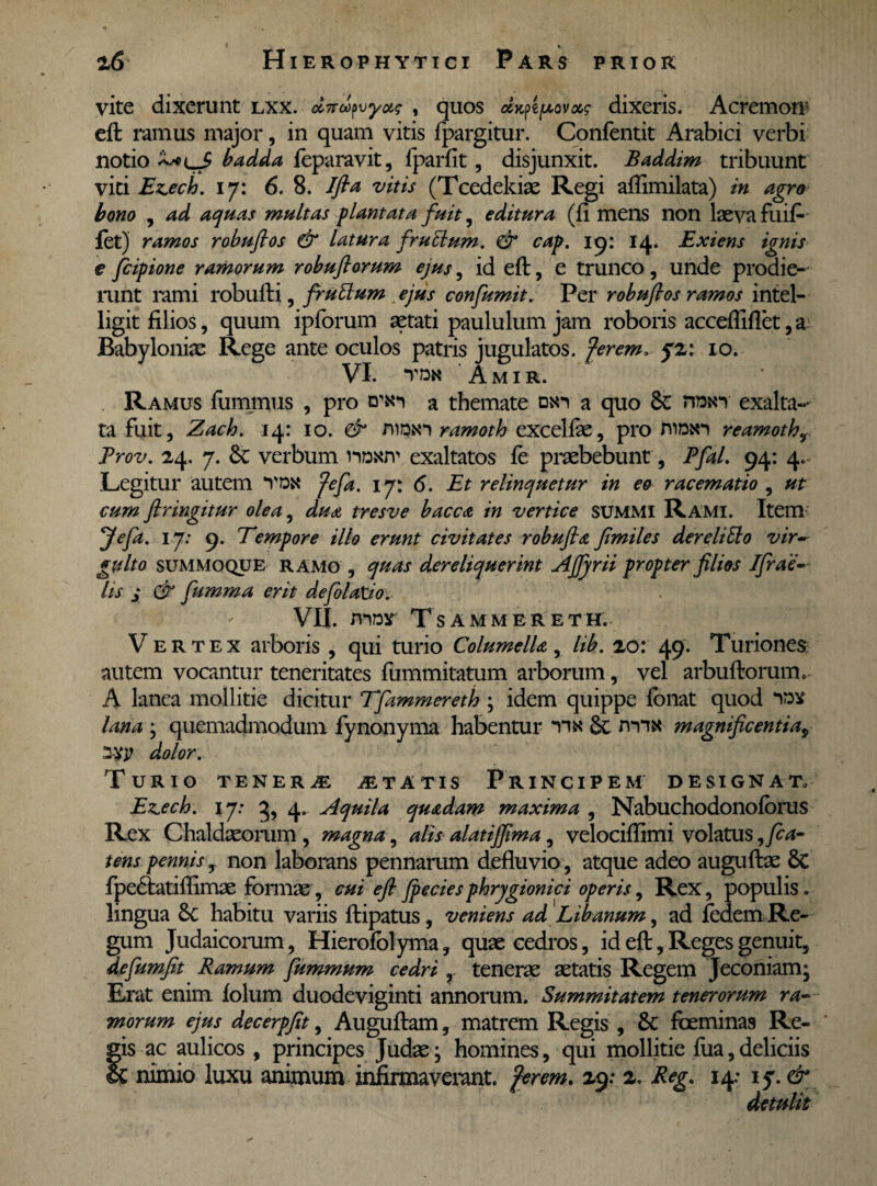 vite dixerunt lxx. dmafvyott , quos «xpepov*? dixeris. Acremon^ eft ramus major, in quam vitis fpargitur. Confentit Arabici verbi notio badda feparavit, fparfit, disjunxit. Baddim tribuunt vici Ejecto. 17: 6. 8. Ifta vitis (Tcedekiae Regi aflimilata) in agro bono , ad aquas multas flant at a fuit, editura (fi mens non laeva fuifi fet) ramos robuftos & latura frutlum. & cap. 19: 14. Exiens ignis e fcipione ramorum robuftorum ejus, id eft, e trunco, unde prodie¬ runt rami robufti, frultum ejus confumit. Per robufios ramos intel- ligit filios, quum ipforum aetati paululum jam roboris accefliflet, a Babyloniae Rege ante oculos patris jugulatos. cfxerem. fz: 10. VI. TDK AmIR. Ramus fummus , pro a themate osn a quo Sc nrctn exalta¬ ta fuit, Zach. 14: 10. & niramoth excelfae, pro niDin reamothy Trov. 24. 7. 6c verbum noNn*1 exaltatos fe praebebunt, Pfal. 94: 4. Legitur autem yok fefia. 17: 6. Et relinquetur in eo racematio , ut cum ftringitur olea, dua tresve bacca in vertice SUMMI Rami. Item jfefa. 17: 9. Tempore illo erunt civitates robufia fimiles dereliElo vir¬ gulto summoque ramo , quas dereliquerint Afiyrii propter filios Ifrae- lis j & fumma erit defolatio. VII. mrax Tsammereth. Vertex arboris , qui turio Columella, lib. 20: 49. Turiones autem vocantur teneritates fummitatum arborum, vel arbuftorum. A lanea mollitie dicitur Tfammereth ; idem quippe fonat quod lana ; quemadmodum fynonyma habentur *vix 6c nma magnificentia, 3-Vr dolor. Turio tenera itatis Principem designat» Ez.ech. 17; 3, 4. Aquila quadam maxima , Nabuchodonoforus Rex Chaldaeorum , magna, alis alatijfima, velociftimi volatus ,fia~ tens pennisnon laborans pennarum defluvio, atque adeo auguftae Sc fpe&atiflimae formae, cui eft fpeciesphrygionici operis, Rex, populis, lingua &C habitu variis ftipatus, veniens ad Libanum, ad fedem Re¬ gum Judaicorum, Hierofolyma, quae cedros, id eft, Reges genuit, defumfit Ramum fummum cedri , tenerae aetatis Regem Jeconiam- Erat enim folum duodeviginti annorum. Summitatem tenerorum ra¬ morum ejus decerpfit, Auguftam, matrem Regis , 8c fcemina9 Re¬ gis ac aulicos, principes Judae; homines, qui mollitie fua,deliciis & nimio luxu animum infirmaverant, fer em. 29: 2. Reg. 14: iy. & detulit