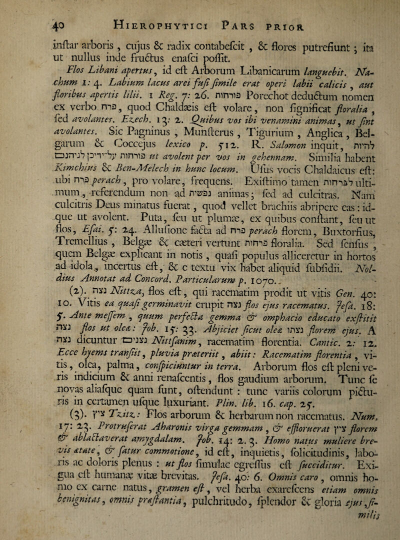 Inilar arboris , cujus 8c radix contabefcit , St flores putrefiunt; ita ut nullus inde fradtus enafci poffit. Flos Libani apertus, id eft Arborum Libanicarum languebit. Na- chum i: 4. Labium lacus arei flufifimile erat operi labii calicis , floribus apertis lilii. 1 Reg. 7; 26. mmi3 Porechot dcdu&um nomen ex verbo ma, quod Chaldaeis eft volare, non fignificat floralia , fed avolantes. Ez.ecb. 13* 2. Quibus vos ibi venamini animas , ut Jint avolantes. Sic Pagninus , Munftcrus , Tigurium , Anglica , Bel¬ garum St Coccejus lexico p. J12. R. Salomon inquit, nrnh tDrnn1? pnr'S^ mmi3 ut avolent per vos in gehennam. Similia habent Kimch/us St Ben-AEelech in hunc locum. Ufus vocis Chaldaicus eft: ubi rna perach, provolare, frequens. Exiftimo'tamen mmah ulti¬ mum , referendum non ad rraraj animas; fed ad culcitras. Nam culcitris Deus minatus fuerat, quod vellet brachiis abripere eas: id- que ut avolent. Puta, fcu ut plumae, ex quibus confiant, fcuut flos, E flat. 7: 24. Allufione facta ad ma perach florem, Buxtorfius, Tremellius , Belgae & caeteri vertunt rnma floralia. Sed fenfus \ quem Belgae explicant in notis , quafi populus alliceretur in hortos ad idola., inceitus eft, & e textu vix habet aliquid fubfidii. Nol- dius Annotat ad Concord. Particularum p. 1070.j (2) . nw Nittma} flos eft, qui racematim prodit ut vitis Gen. 40: IO. Vitis ea quafi germinavit erupit HYJ flos ejus racematus, fi fla. 18: S' Elnte mejfem , quum perfe&a gemma & omphacio educato exflitit fun flos ut olea: fib. ij: 33* Abjiciet ficut olea imn florem ejus. A dicuntur tzrnu Nittflanim, racematim florentia. Cantic. 2: 12, Ecce hyems tranfiit, pluvia pr «ter iit, abiit: Racematim florentia , vi¬ tis, olea, palma, conflpiciuntur in terra. Arborum flos eft pleni ve¬ ris indicium Se anni renafeentis, flos gaudium arborum. Tunc fe novas aliafque quam funt, oftendunt : tunc variis colorum piftu- ris in certamen ufque luxuriant. Plin. lib. 16. cap. 25*. (3) . Tzitz.: Flos arborum St herbarum non racematus. Num. 17: z?r ^rot rufer at Aharonis virga gemmam , & effloruerat florem & ablaflaverat amygdalam, fib. 14: 2. 3* Homo natus muliere bre¬ vis «tate , qt flatur commotione, id eft, inquietis, fblicitudinis, labo¬ ris ac doloris plenus : ut flos fimulac egreflus eft fiuccidimr. Exi¬ gua eit humanae vitae brevitas, fifla. 40: 6. Omnis caro , omnis ho¬ mo ex carne natus, gramen efl, vel herba exarefeens etiam omnis benignitas, omnis gr«flantia, pulchritudo, fplcndor St gloria ejus,/- mitis
