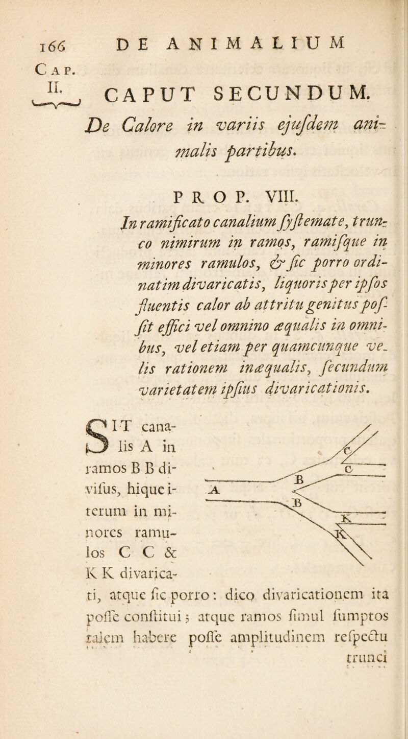 C A P. II. CAPUT SECUNDUM. De Calore in variis efufdem ani¬ malis partibus. P R O P. VIII. Jn rami ficato canalium fiyfiemate, trun¬ co nimirum in ramos, ramifque in minores ramulos, &fic porro ordi- natim divaricatis, liquoris per ipfios fluentis calor ab attritu genituspofi- fit effici vel omnino aqualis in omni= bus, vel etiam per quamcunque ve_ lis rationem inaqualis, fecundum varietatem ipfius divaricationis. SIT cana¬ lis A in ramos B B di¬ vidus, hiquei- tcrum in mi¬ nores ramu¬ los C C & K K divarica¬ ti, atque fic porro: dico divaricationem ita polle conditui 5 atque ramos fimul fumptos raiem habere pofle amplitudinem refpcctu trunci