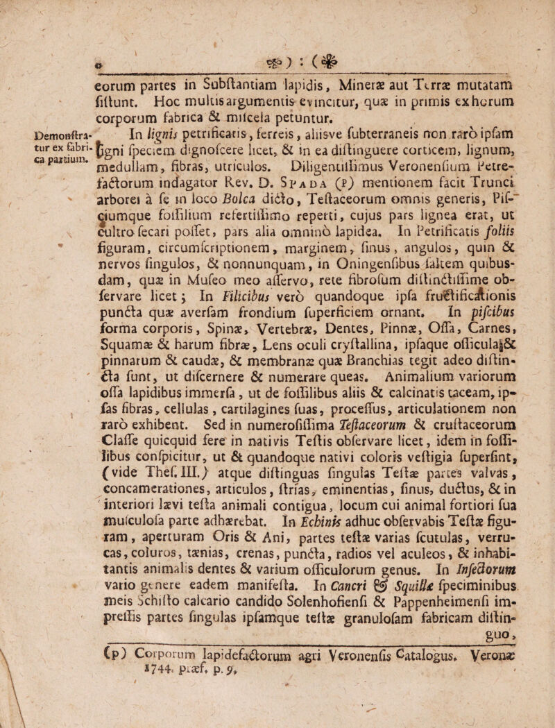 fillunt. Hoc mulus argumentis evincitur, quae in primis ex horum corporum fabrica & miicela petuntur. Demotura- In lignis petnikatis, ferreis, ahisve fubterraneis non raro ipfam tur ex Gbn. ^gnj fpeCicni dignofcere licet,, &L in ea didinguere corticem, lignum, ca partium. mecju{jam5 fibras, utriculos. Diligenullimus Veronenfium Petre» fadorum indagator Rev. D. Spada (p) mentionem facit Trunci arborei a fe rn loco Bolca didlo, Teftaceorum omnis generis, Pif- ^iumque foffilium refertiffimo reperti, cujus pars lignea erat, ut cultro fecari pollet, pars alia omnino lapidea. In Petrificatis foliis figuram, circurnfcnptionern, marginem, finus, angulos, quin & nervos fingulos, nonnunquam, in Oningenfibus fakem quibus¬ dam, quae in Mufeo meo affervo, rete fibrofum didindliffime ob- fervare licet > In Filicibus vero quandoque ipfa fruiftificAionis pundla quae averfam frondium fuperficiem ornant. In pifcibus forma corporis, Spinae, Vertebrae, Dentes, Pinnae, Olla, Carnes, Squamae & harum fibrae. Lens oculi crydallina, ipfaque officula§& pinnarum & caudae, & membranae quae Branchias tegit adeo didin- ' funt, ut difcernere & numerare queas. Animalium variorum offa lapidibus immerfa , ut de foffilibus aliis & calcinatis taceam, ip- fas fibras, cellulas, cartilagines fuas, procelTus, articulationem non iraro exhibent. Sed in numerofiffima Teftaceorum & crudaceorum Clade quicquid fere in nativis Tedis obfervare licet, idem in foffi¬ libus confpicitur, ut & quandoque nativi coloris vedigia fuperfint, (vide Thefi III.) atque didinguas fingulas Tedse partes valvas, concamerationes, articulos, drfas, eminentias, finus, dudlus, &in interiori laevi teda animali contigua, locum cui animal fortiori fua muiculofa parte adhaerebat. In Echinis adhuc obfervabis Tedae figu¬ ram, aperturam Oris & Ani, partes tedae varias fcutulas, verru¬ cas, coluros, taenias, crenas, pundla, radios vel aculeos, & inhabi¬ tantis animalis dentes & varium officulorum genus. In Infe3orum vario genere eadem manifeda. In Cancri & Squitl£ fpeciminibus meis Schido calcario candido Solenhofienfi & Pappenheimenfi im- preffis partes fingulas ipfamque tedae granulofam fabricam didin- _______ gu°> (p) Coiporum lapidefadtorum agri Veronenfis Catalogus, Veronse *744< p^aef. p. p»