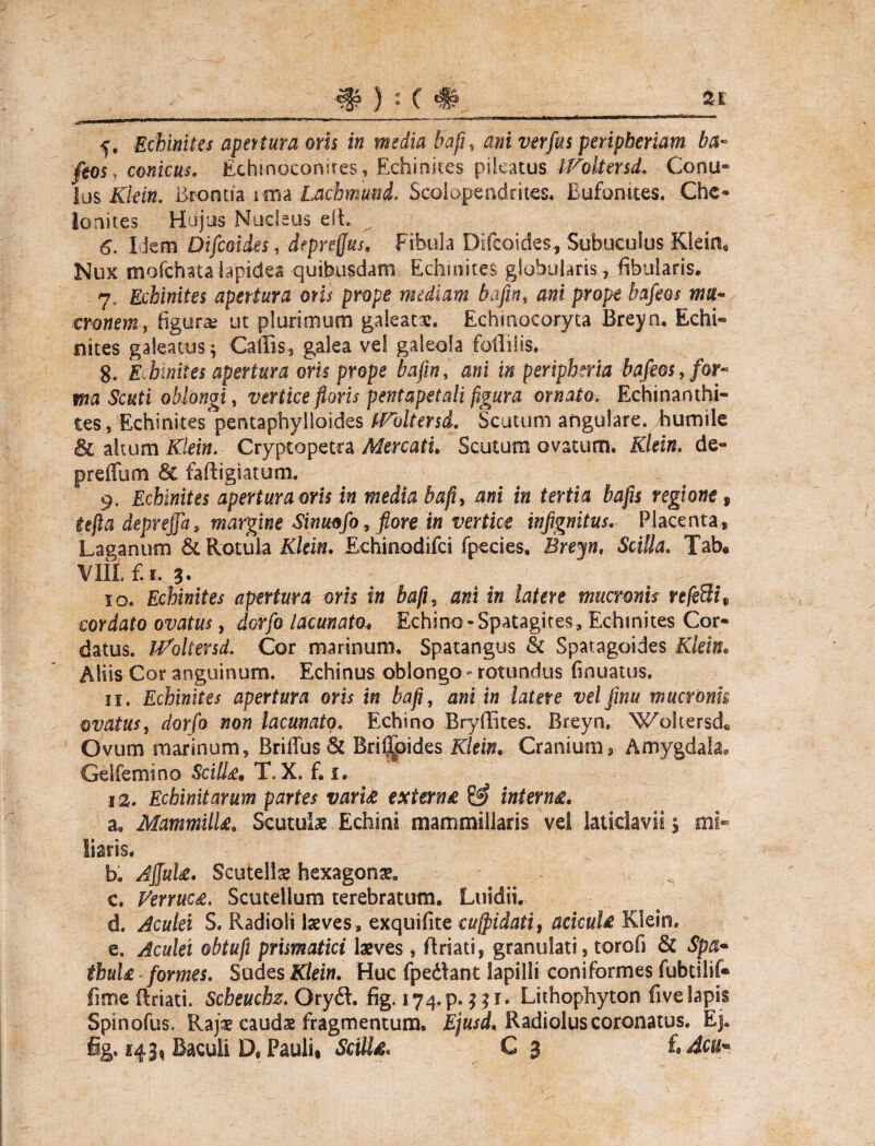 #):(#. as 5, Echinites apertura oris in media bafi, ani verfius peripbemm ba~ feos, conicus, Echmoconues, Echinites pileatus IVoitersd. Conu- Ius Klein. Bromia ima Lacbmmd. Soolopendrrfces. Eufonites. Che- lonites Hujus Nucleus efL 6, liem Dificoides, deprefjus. Fibula Diftoides, Subucuius Kleina Nux mofchata lapidea quibusdam Echinites globularis, fibularis. 7, Echinites apertura oris prope mediam bafin, am’ prope fes/eo* eronem, figurae ut plurimum galeatae. Echinocoryta Breyn. Echi- nites galeatus; Caffis, galea vel galeola folliits. g. Eihiniies apertura oris prope bafin, ani in periphma bafeos, for¬ ma Scuti oblongi, vertice floris pentapetali figura ornato. Echinanthi- tes, Echinites pentaphylloides fVoltersd, Scutum angulare, humile & altum Klein. Cryptopetra Mercati. Scutum ovatum. Klein. de- preffum 6c faftigiatum. 9. Echinites apertura oris in media bafl, in tertia bafin regione $ tefta deprejja, margine Sinuofo, flore in vertice infignitus, Placenta» Lasanum & Rotula Klein. Echinodifci fpecies. Brem, Scilla. Tab. VIII, f.i. 3- 10. Echinites apertura oris in bafii, iw Infere mucronis re/eSi e cordato ovatus, Jor/o lacunato* Echino-Spatagites, Echinites Cor¬ datus. iKoltersd. Cor marinum, Spatangus & Spatagoides Klein. Aliis Cor anguinum. Echinus oblongo - rotundus finuatus. 11. Echinites apertura oris in bafl, awi i» latere velfinu mucronk ovatus, dorfo non lacunato. Echino Bryfiites. Breyn. Wohersdc Ovum marinum, Briffus& Bri^oides Klein. Cranium, Amygdala. Gelfemino Scilla* T. X. f. i. 13. Echinitarum partes varia externa interna. a. Mammilla* Scutulae Echini mammillaris vel laticlavii 5 mi¬ liaris. b. 4jfjak. Scutellae hexagona v c. Vermca. Scuteilum terebratum. Luidii. d. Aculei S. Radioli laeves, exquifite cufpidati, ackula Klein, e. Aculei obtuji prismatici laeves, flriati, granulati, torofi & Spa- thula fomes. Sudes Klein. Huc fpe&ant lapilli coniformes fubtiiif* fime Rriati. Scheuchz. Oryfl, fig. 174.P. ^1. Lithophyton five lapis Spinofus, RajVcaudae fragmentum. Radiolus coronatus. Ej.