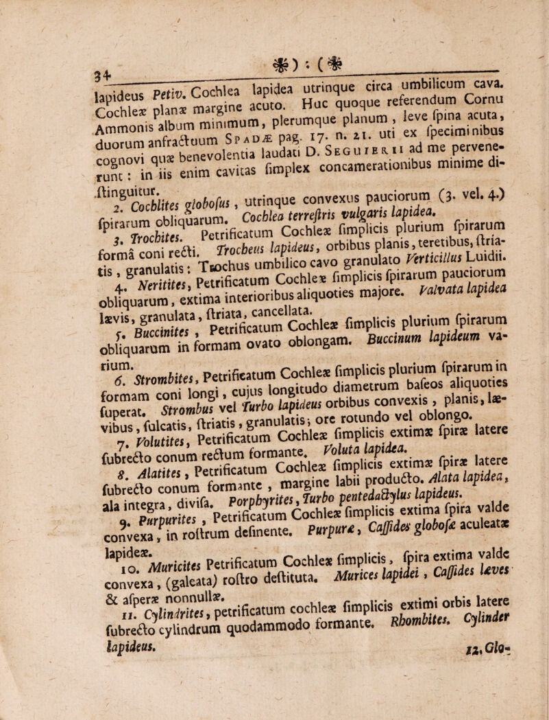 SfTihS? eninT Cavitas Smplex concamerationibus minime di- A'^Slites globofus, utrinque convexus pauciorum (3- vel. 4-) 1 I % Nnithes Petrifieatum Cochles fimplicis fpirarum pauciorum obliquarum. «urna inrnionbus alrquor.es majore. fM W* l*™ , grarruUta, n™^ ““e'Shks r.mpHciS plurium fpirarum obJqu feSS drlongam. U. 4*- - riT'w,nm/iit« Petrifieatum Cochles fimplicis plurium fpirarum in 6. 5»rom«|«, loneitudo diametrum bafeos aliquoties formam con1 l^g'orbibus convexis , planis, lc- vit ,atere fubredfo conum or , ’. <iurbo tentedaQylus lapideus. ala integra. divift.efSum Cochles fimplicis extima fpira valde convexa^in globofe aculeat* Petrifieatum Cochles fimplicis, fcira extima, valde convexa, (galeata) roftro deftituta. Murices lapidei, Caffides Uve & fcjS'','pat.ifaa.um codta nmplicis «toj orbi. h«m fubredfo cylindrum quodammodo formante. Ro • J aa,Cio- /